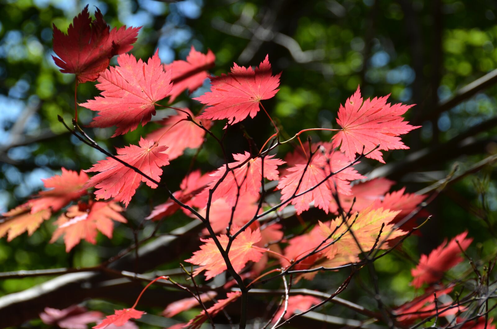 Nikon D7000 sample photo. Autumn, maple, nature photography
