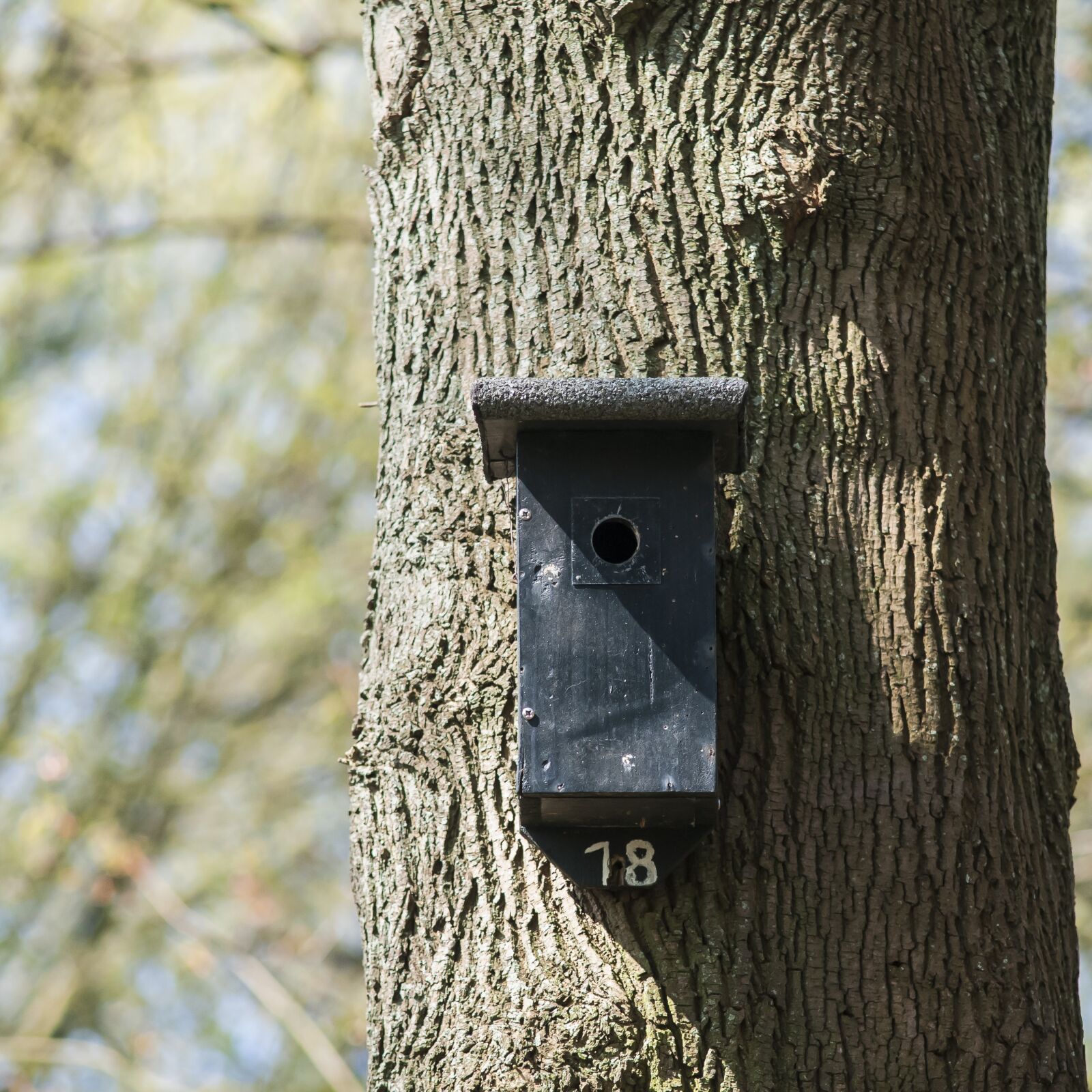 Nikon D300 sample photo. Nest box, birdhouse, forest photography