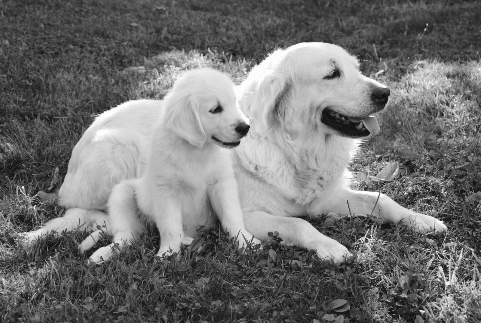 Nikon D5200 sample photo. Dog, dogs, golden retriever photography