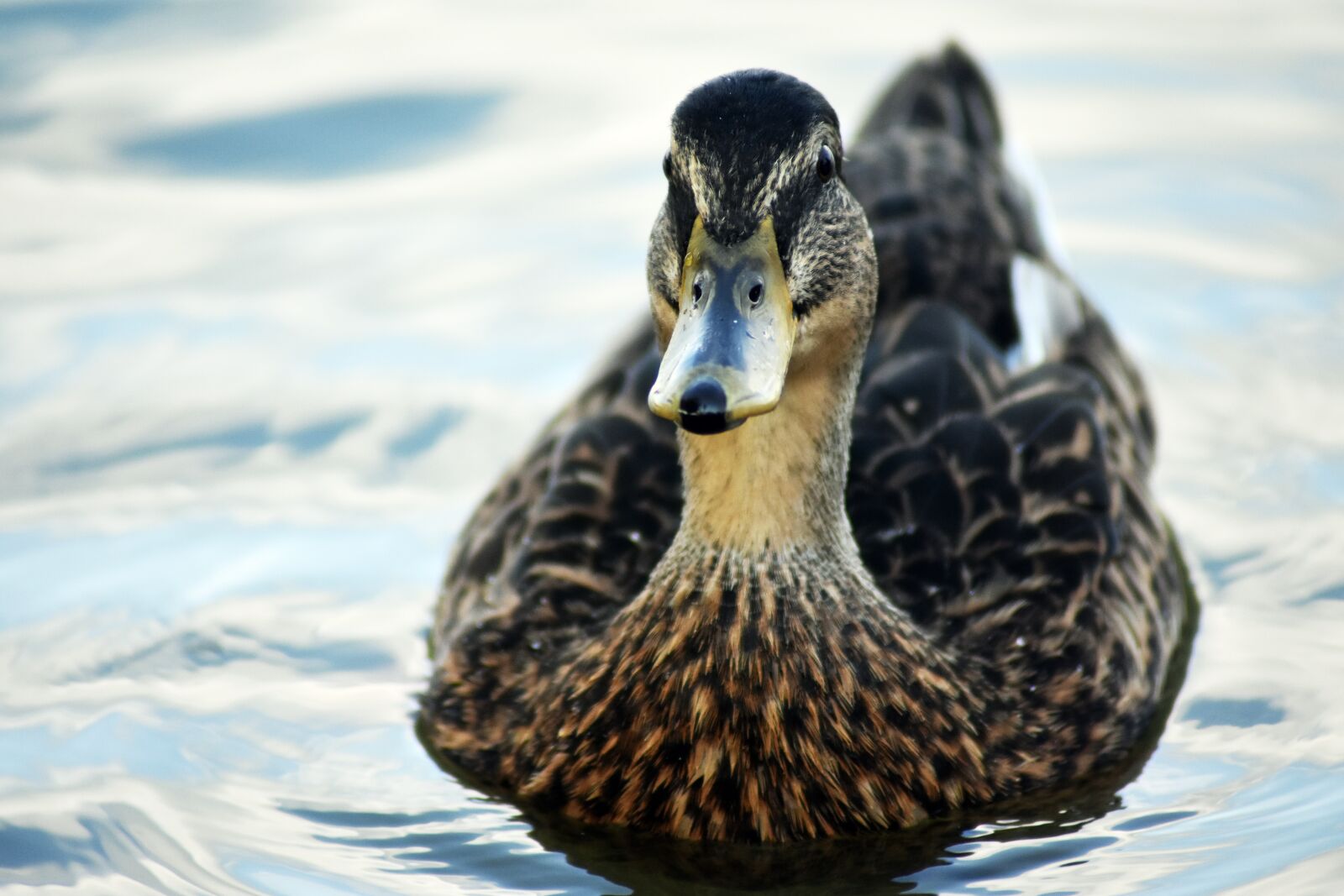 Nikon D3400 sample photo. Duck, standing, water photography
