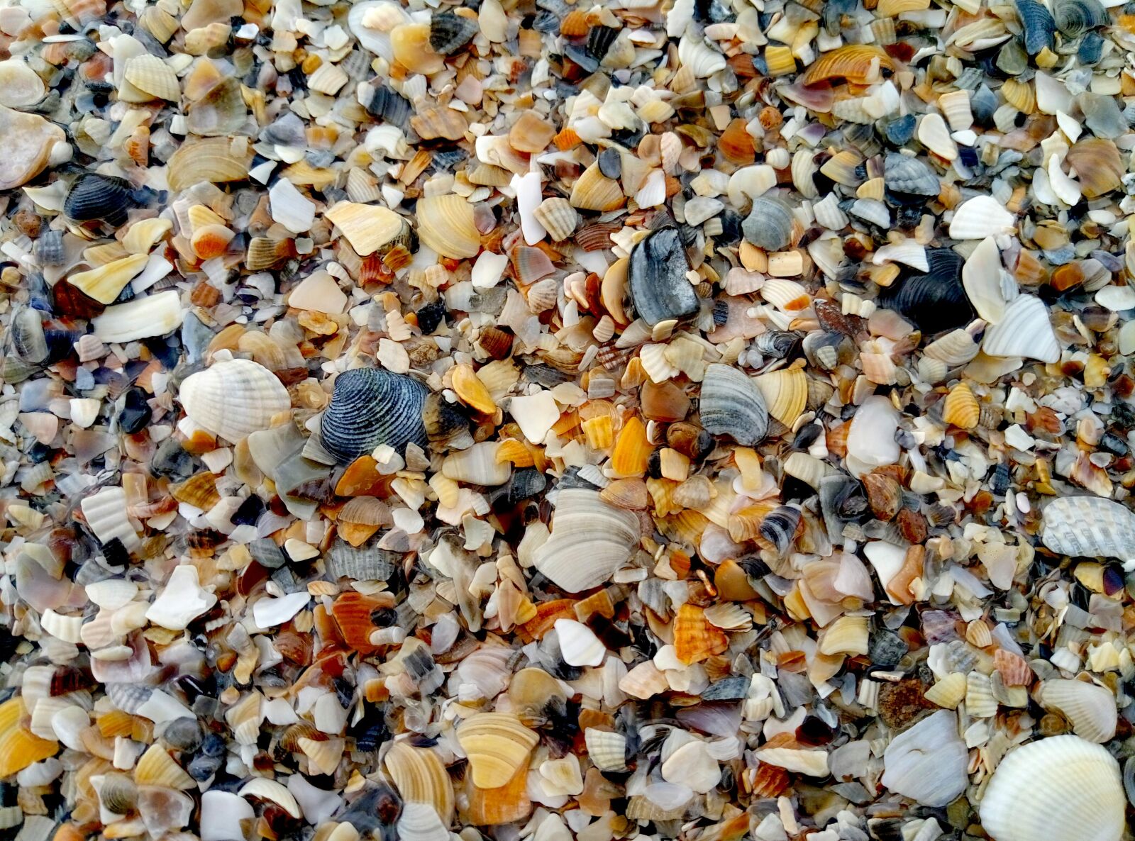Meizu M3s sample photo. Sea, sand, seashells photography