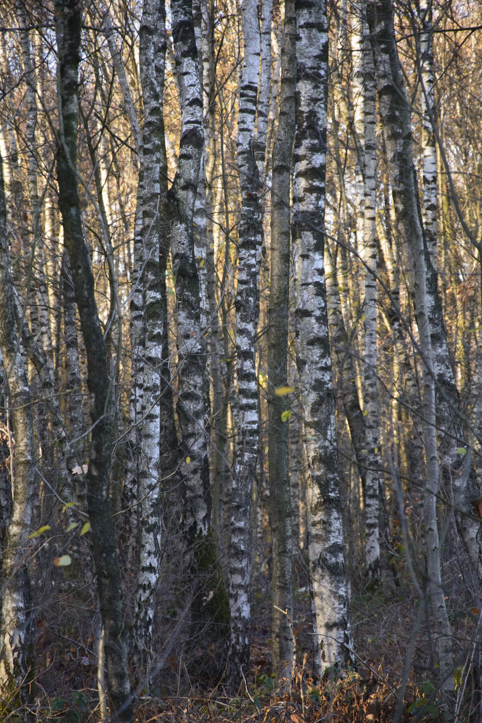 Nikon D7100 sample photo. Birch, forest, trees photography