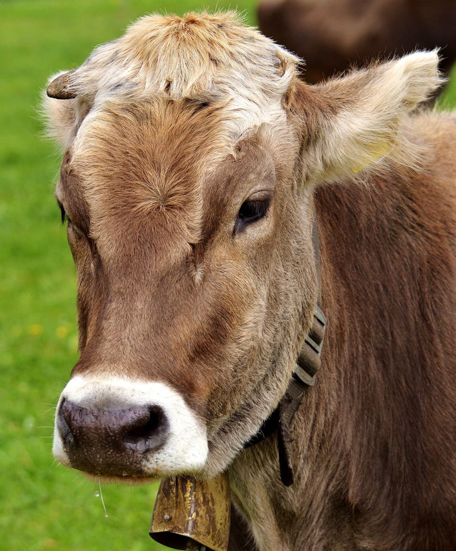 Nikon D3200 sample photo. Cow, allgäu, cows photography