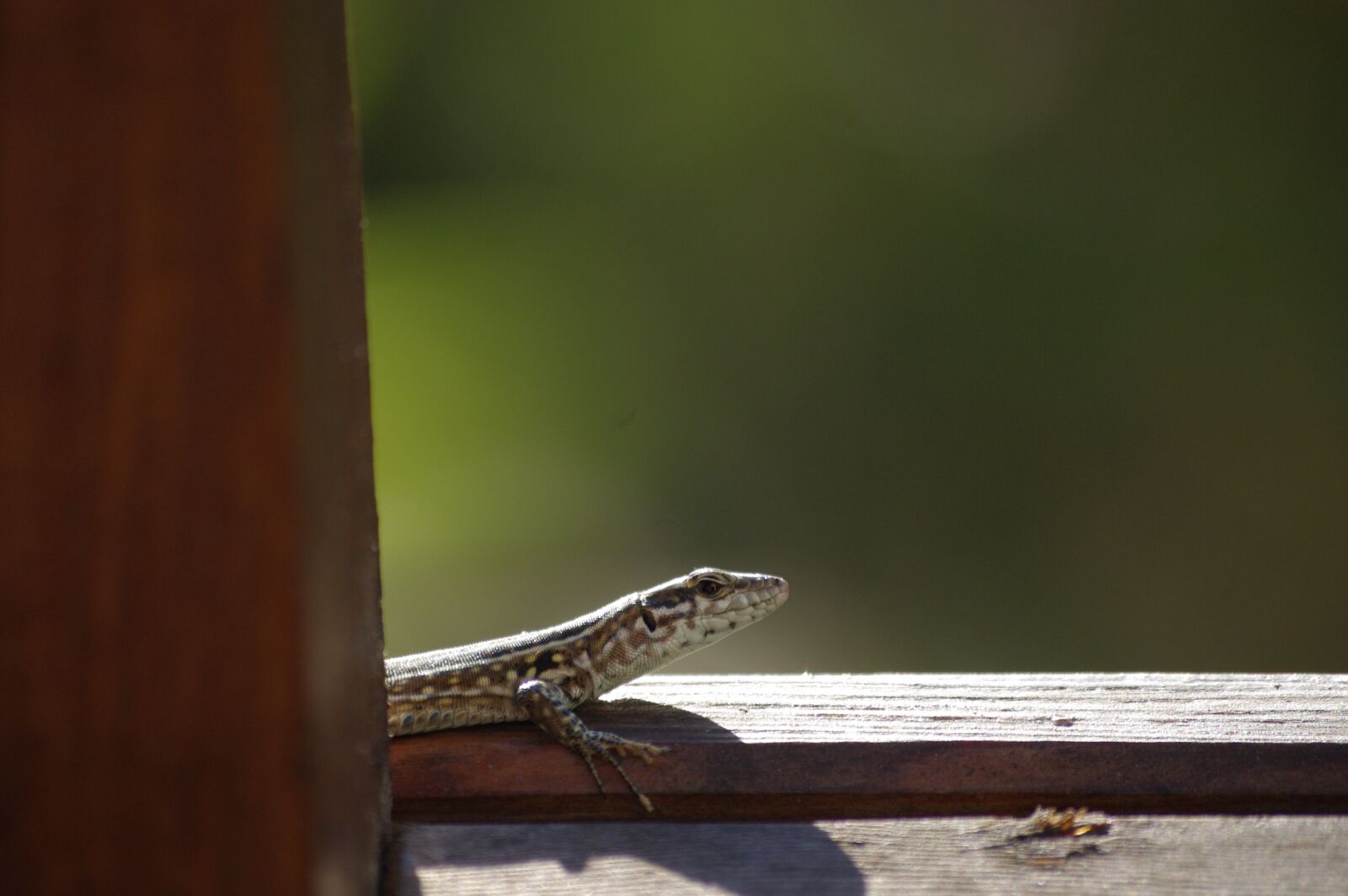Pentax K-m (K2000) sample photo. Lizard, nature, reptile photography