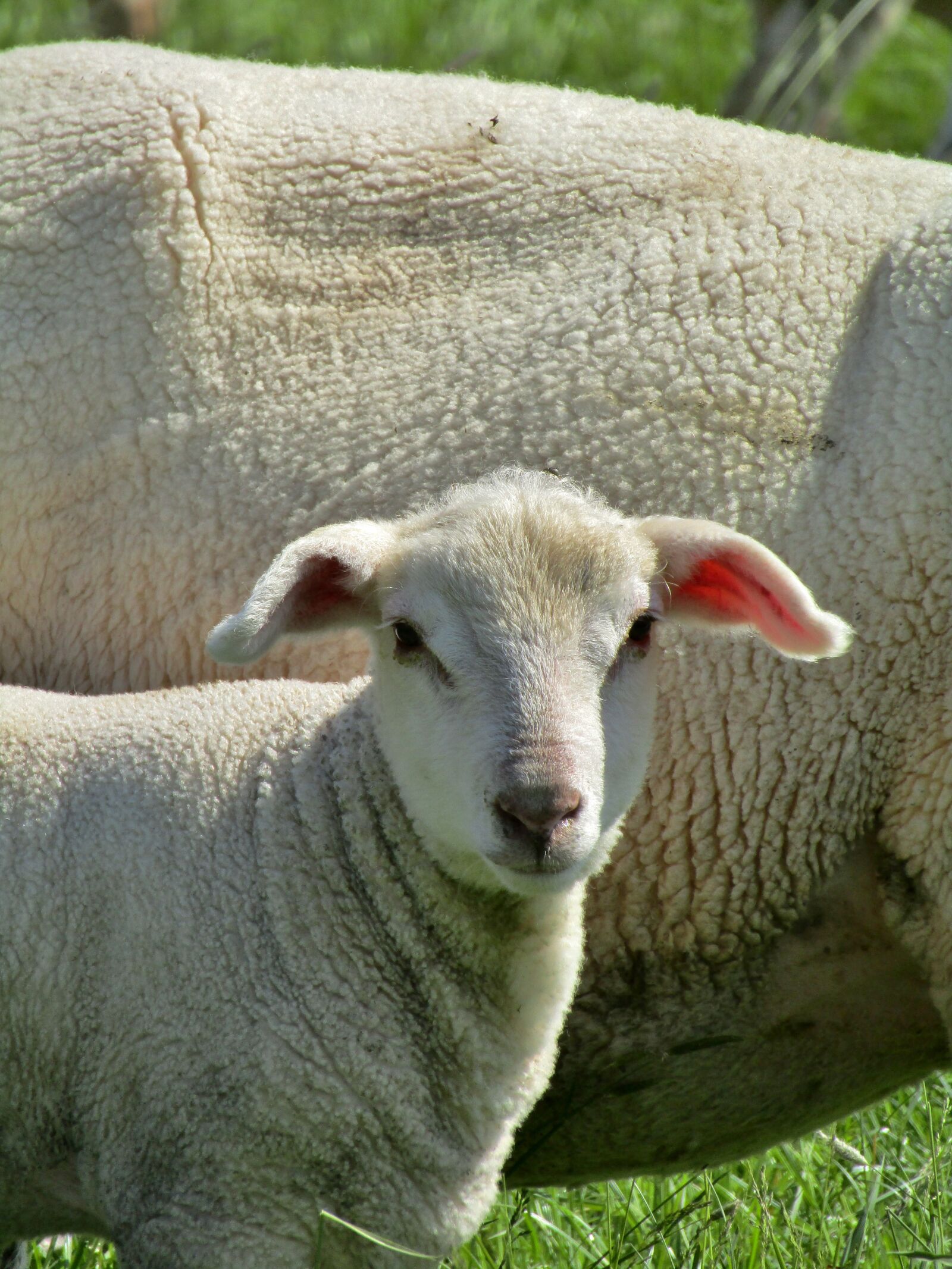Canon POWERSHOT SX432 IS sample photo. Sheep, portrait, lamb photography