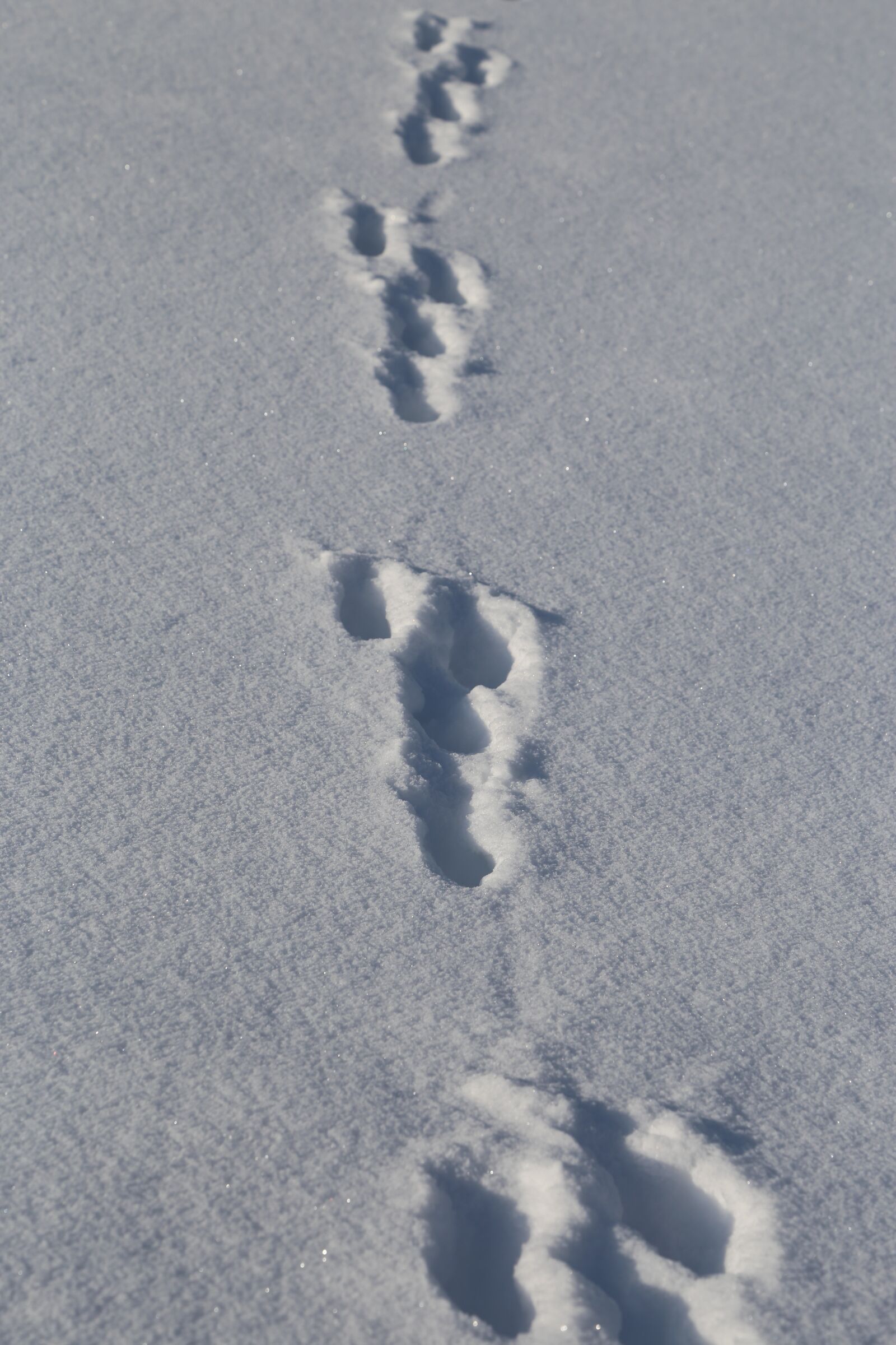 Canon EOS 6D + Canon EF 24-105mm F4L IS USM sample photo. Frost, no person, snow photography
