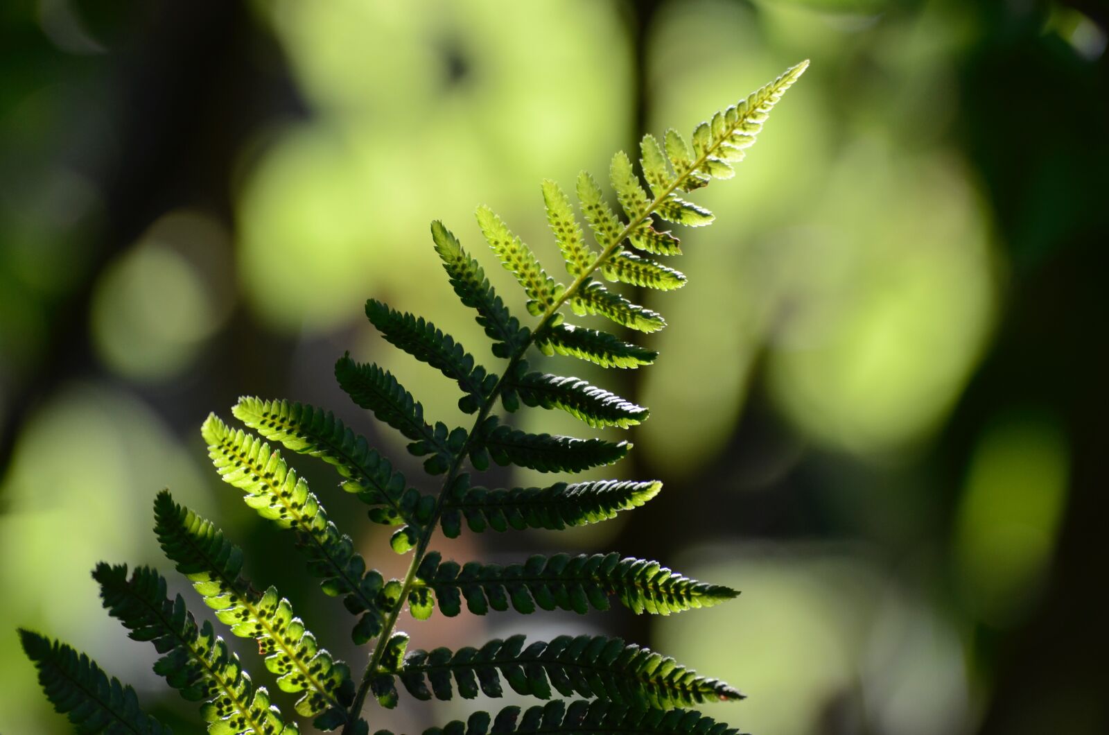 Nikon D5100 sample photo. Fern, summer, sun photography