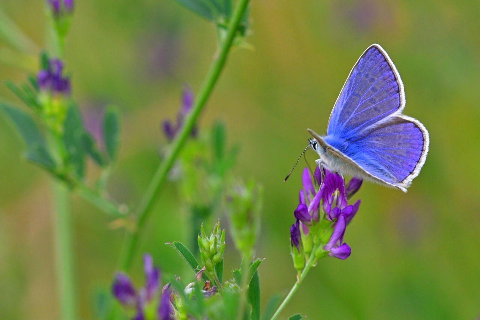 Nikon D5200 sample photo. Butterfly, common blue, meadow photography