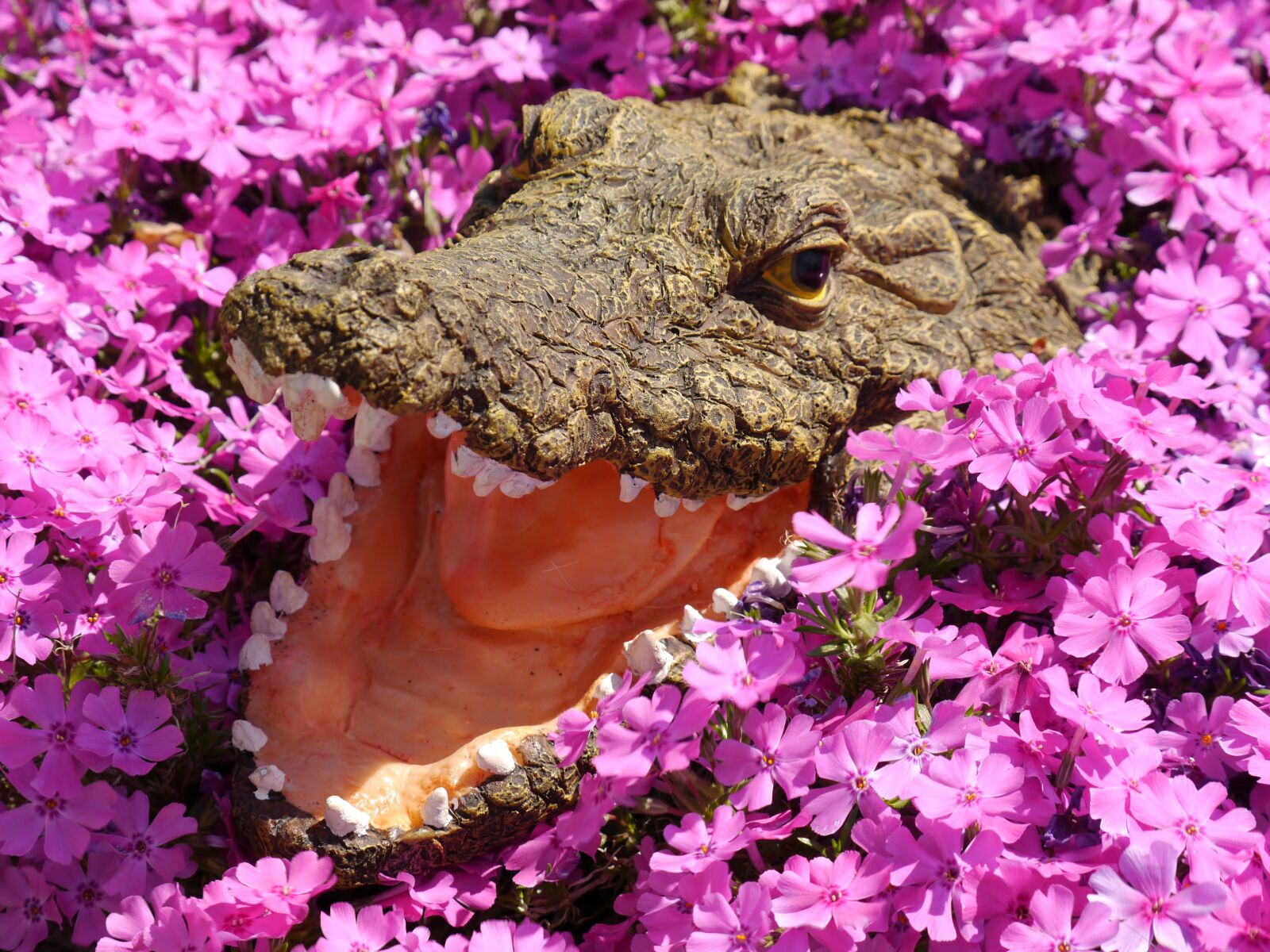 Panasonic Lumix DMC-G5 sample photo. Crocodile, flowers, colorful photography