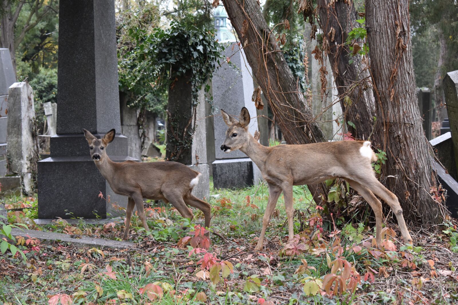 Nikon D3500 sample photo. Wild, central cemetery, nature photography
