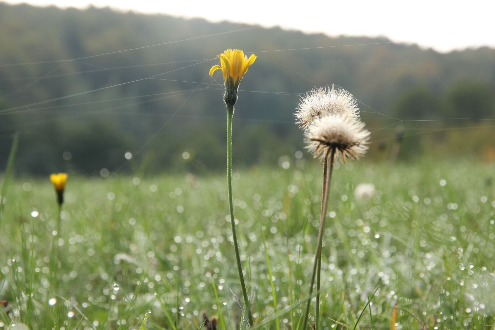 Canon EOS 550D (EOS Rebel T2i / EOS Kiss X4) sample photo. Dandelion, cobwebs, plantlets photography
