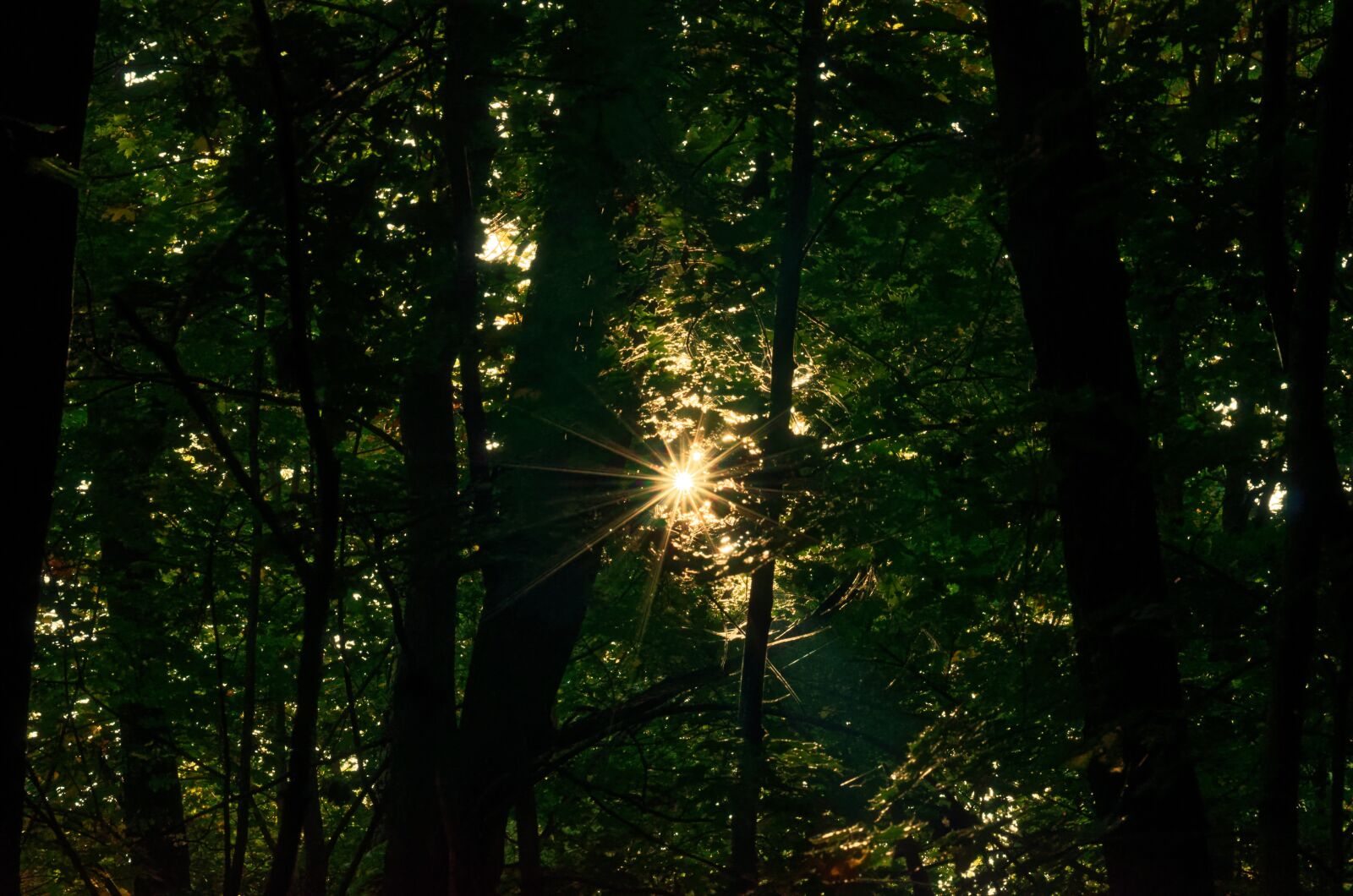Nikon D5100 sample photo. Landscape, forest, the dark photography