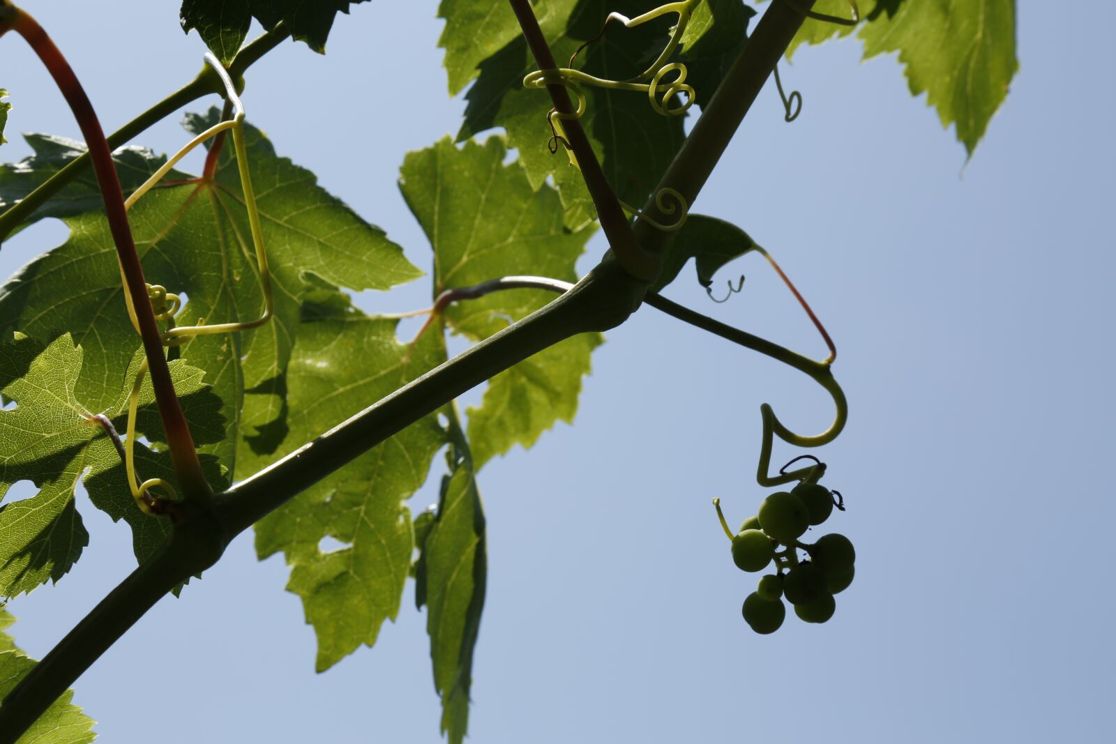 Canon EF 24-105mm F4L IS USM sample photo. Grapes, vine, vineyard photography