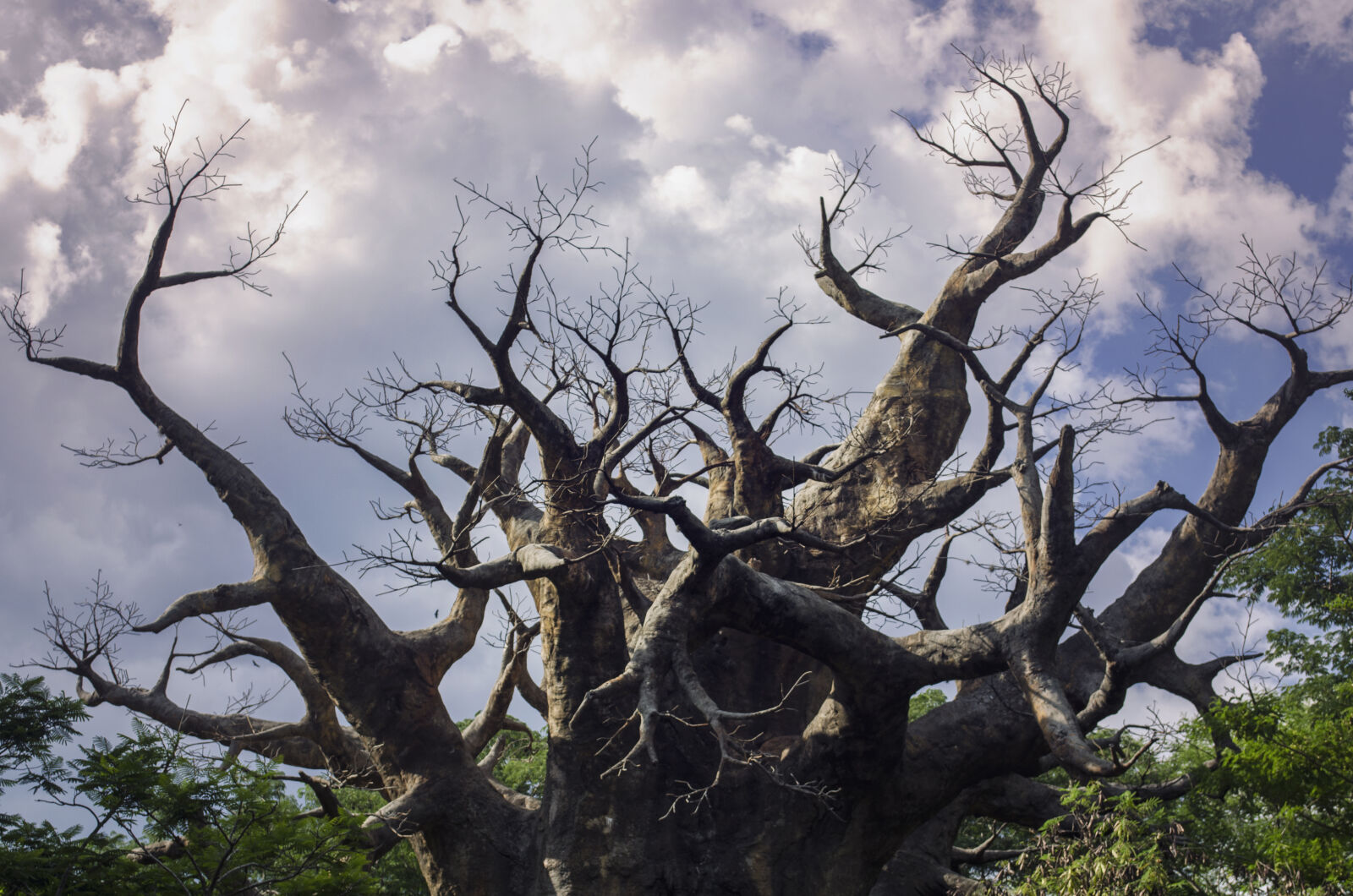 Nikon D5100 sample photo. Clouds, sky, tree photography