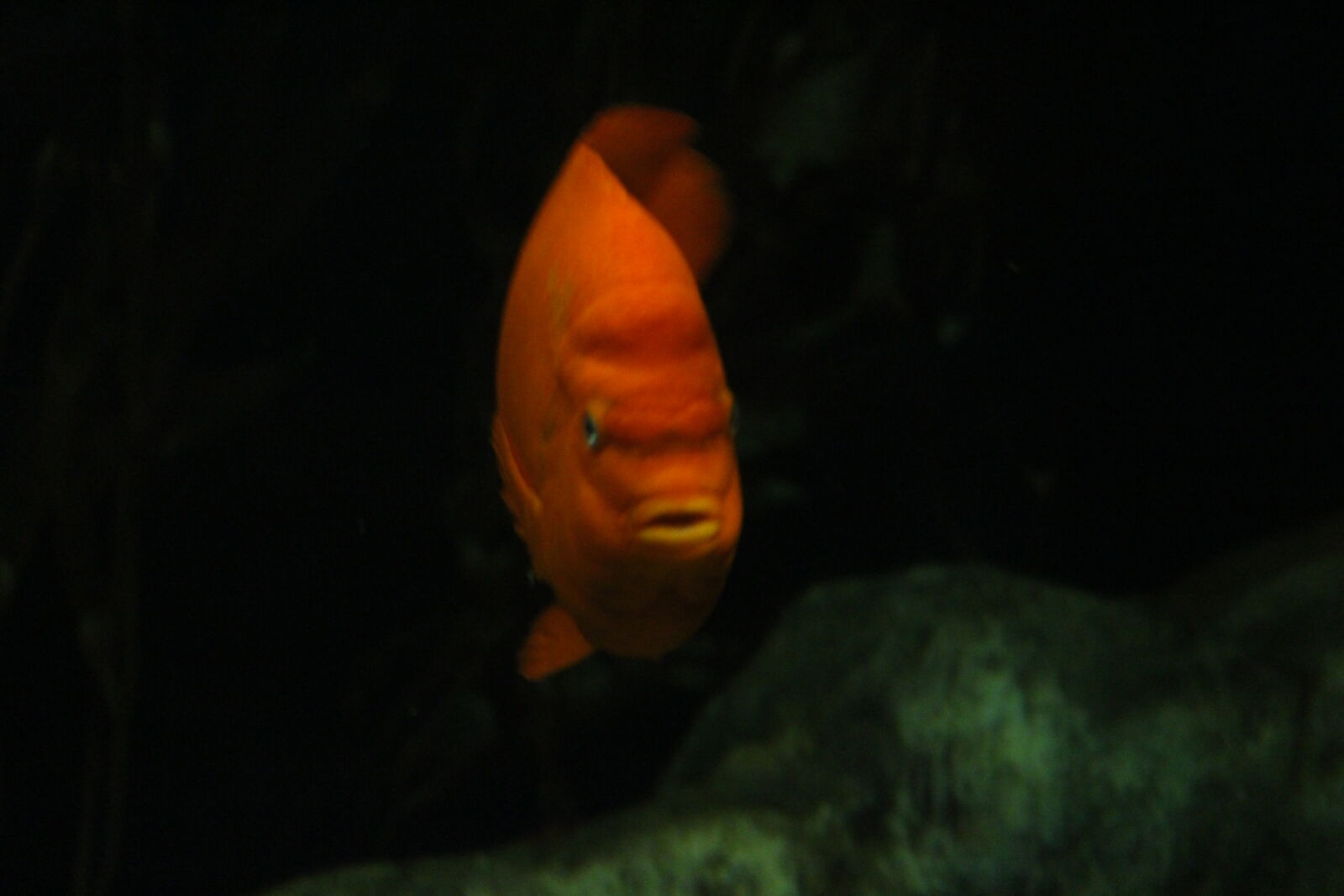 Canon EOS 700D (EOS Rebel T5i / EOS Kiss X7i) sample photo. Colorful, fish, pretty, tank photography