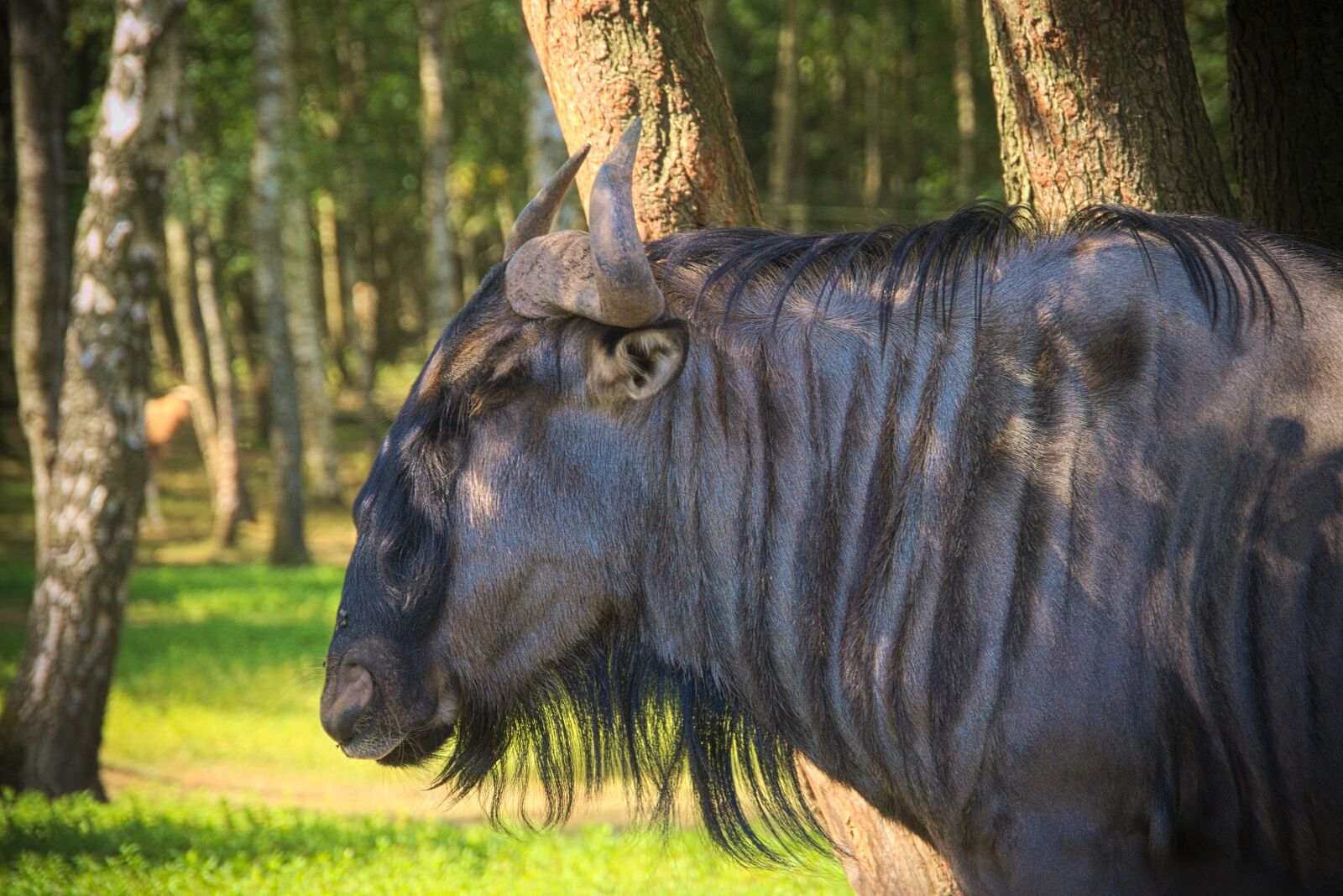 Panasonic Lumix DMC-GH3 sample photo. Buffalo, animal, africa photography