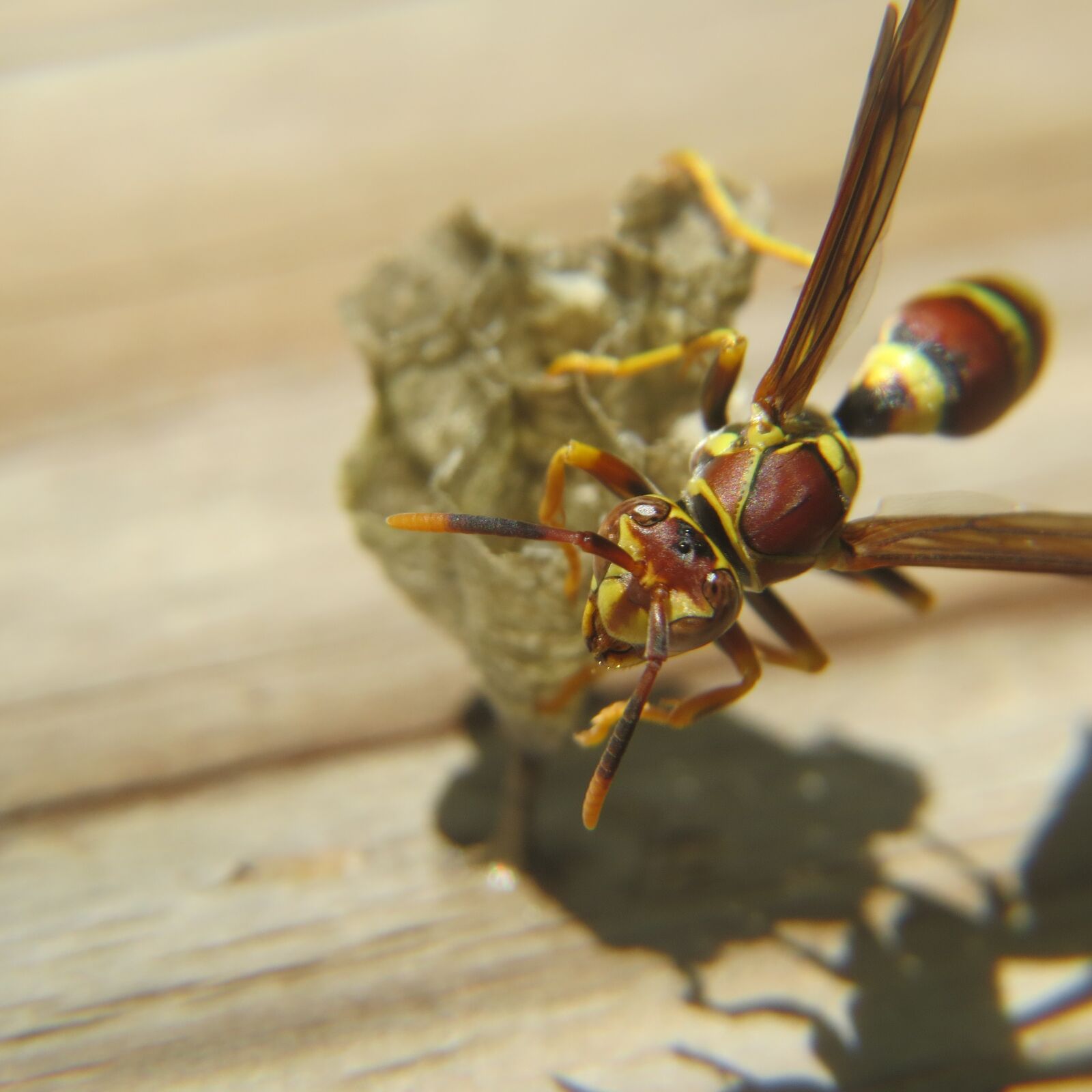 Canon PowerShot SX50 HS sample photo. Wasp, insect, nest photography