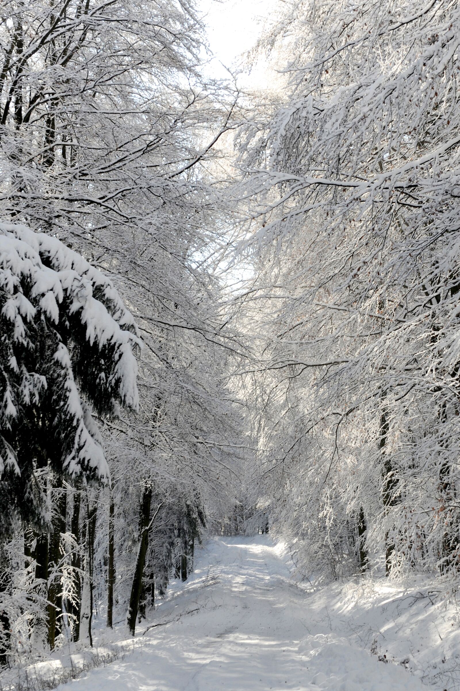 Nikon D3X sample photo. Winter impressions, sun, snow photography