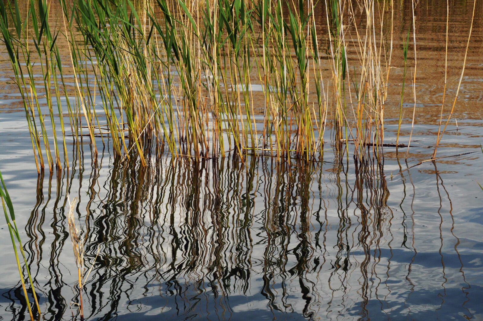 Nikon D3200 sample photo. Nature, water, reflection photography
