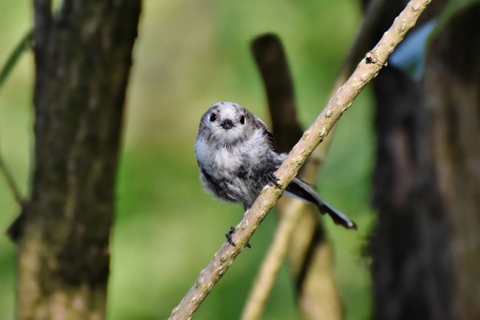 Nikon D7200 sample photo. Long tailed tit, tit photography