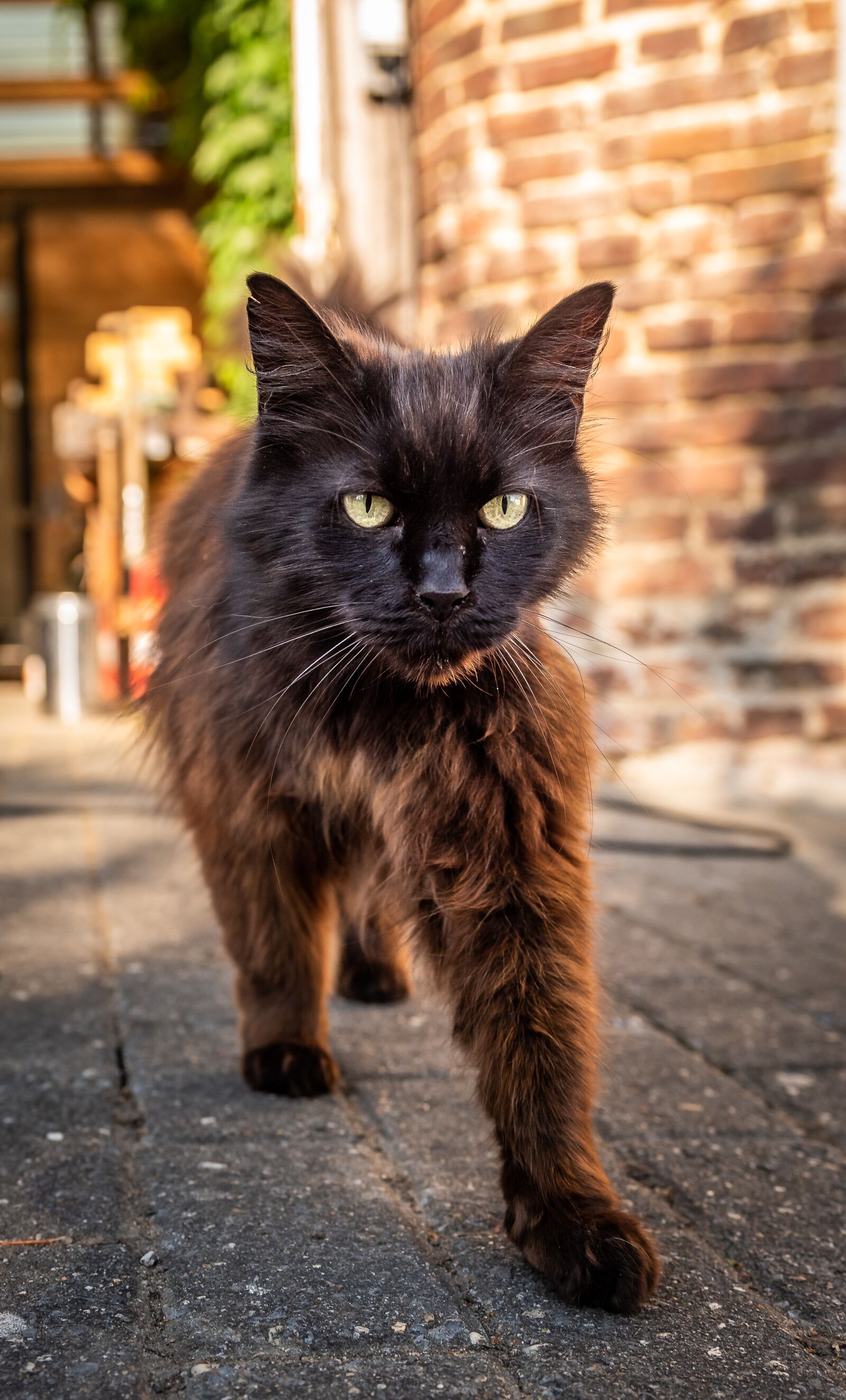 Nikon D750 sample photo. Pet, cat, domestic cat photography