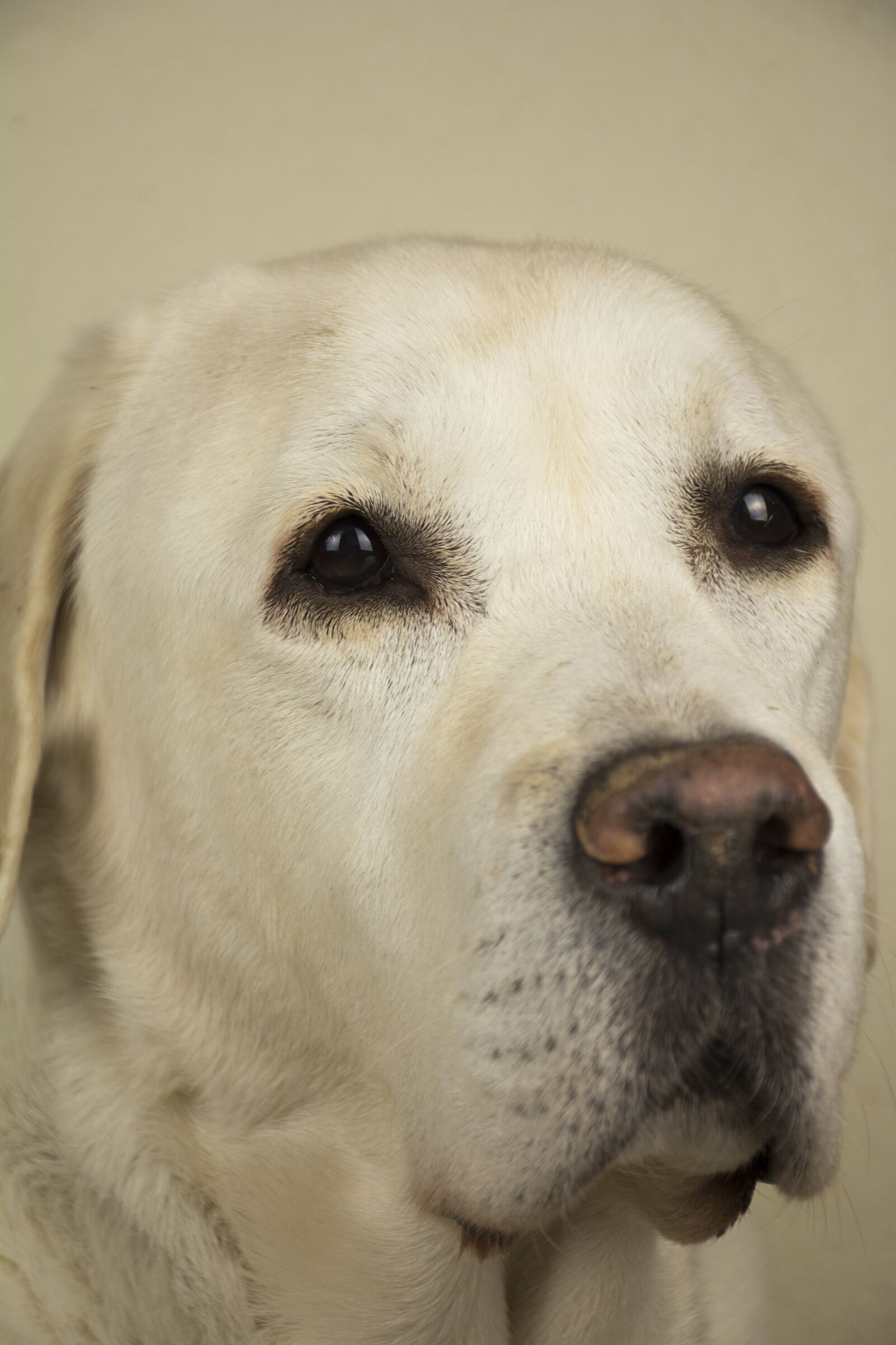 Nikon D7100 sample photo. Dog, hound, animal photography