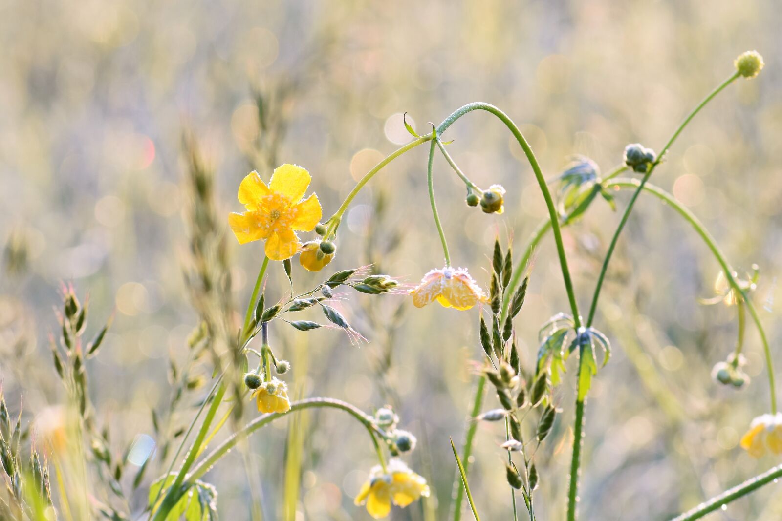 Nikon D5500 sample photo. Flower meadow, bloom, flowers photography