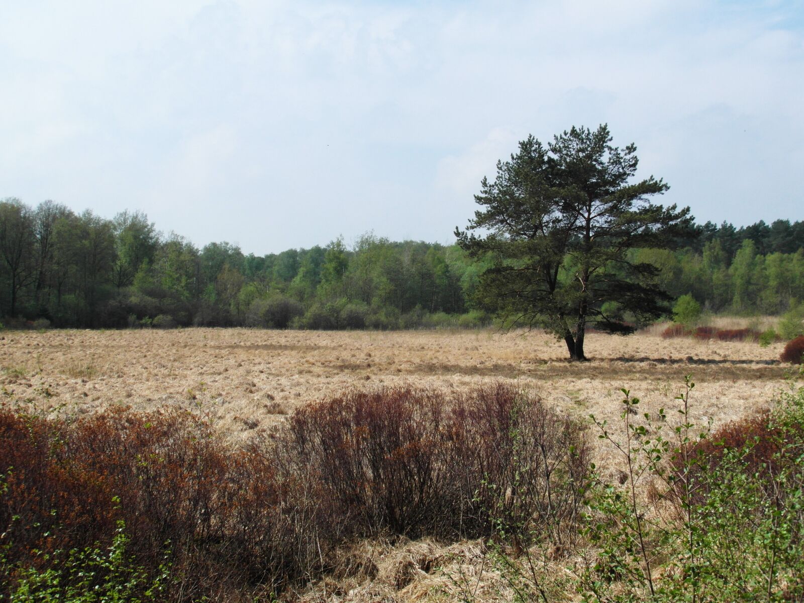 Samsung WB750 sample photo. Moor, light, spring photography