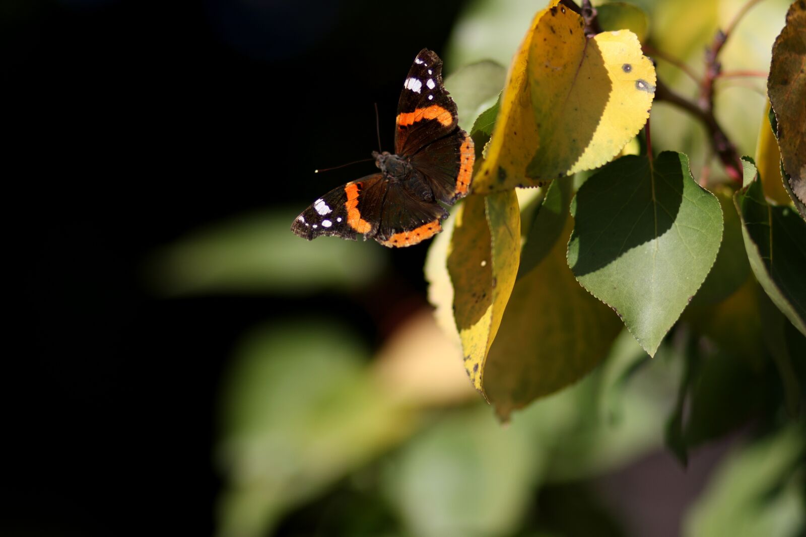 Canon EF 85mm F1.8 USM sample photo. Butterfly, leaf, autumn photography