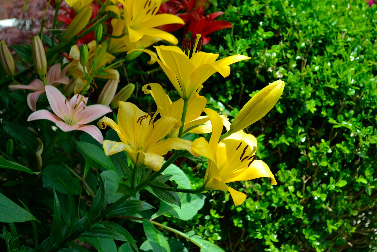 Nikon D3100 sample photo. Yellow flowers, green, pasture photography