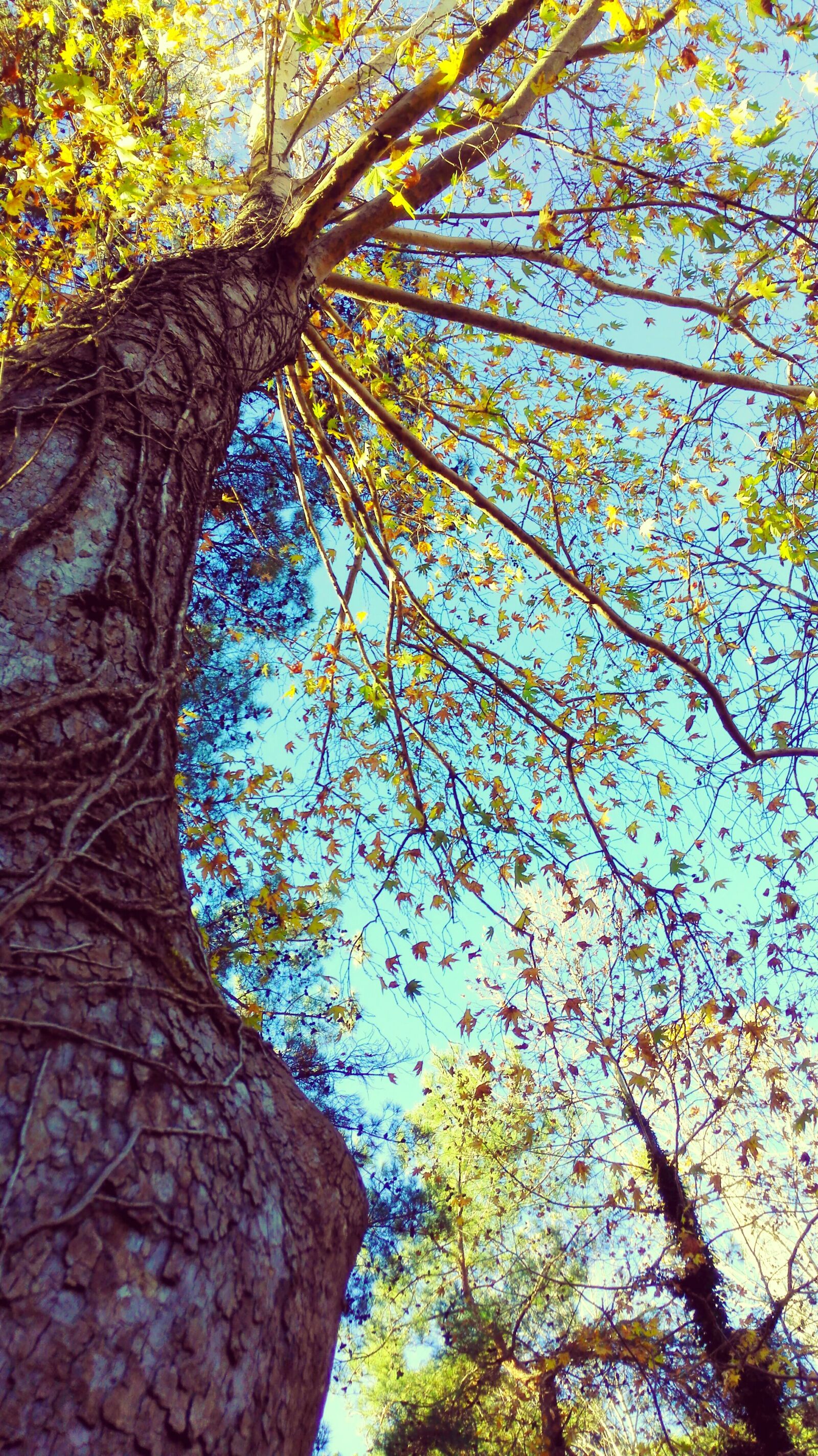HUAWEI Mate 7 sample photo. Tree, big, chiu photography