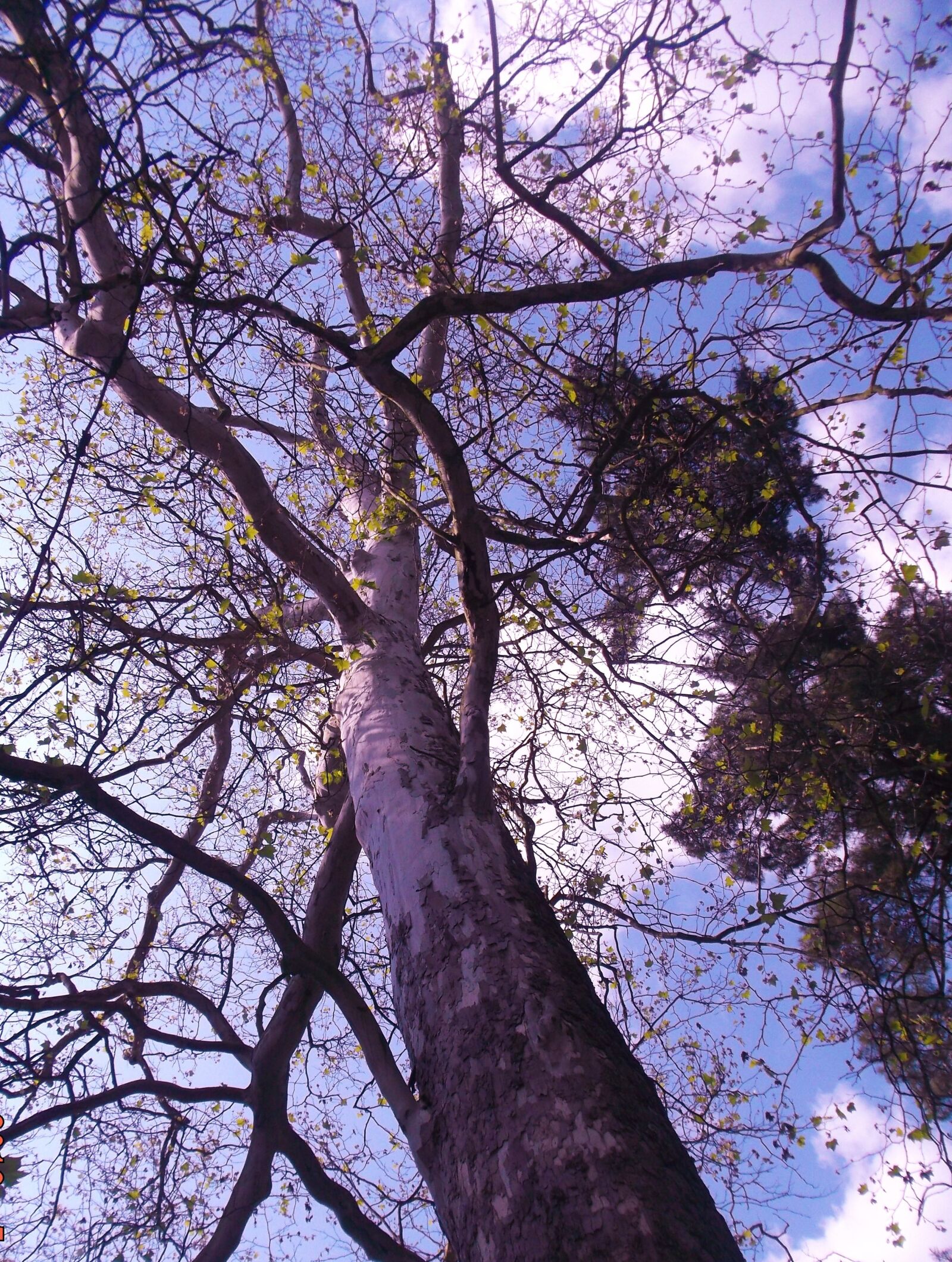 Fujifilm FinePix JX490 sample photo. Platanus, tree, konary photography