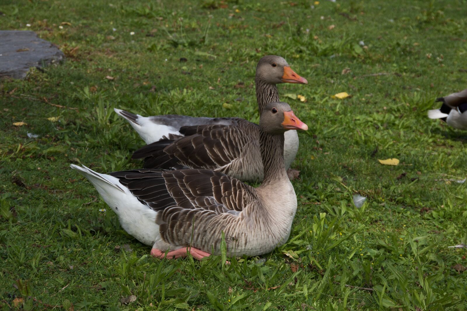 Canon EOS 750D (EOS Rebel T6i / EOS Kiss X8i) sample photo. Goose, meadow, park photography