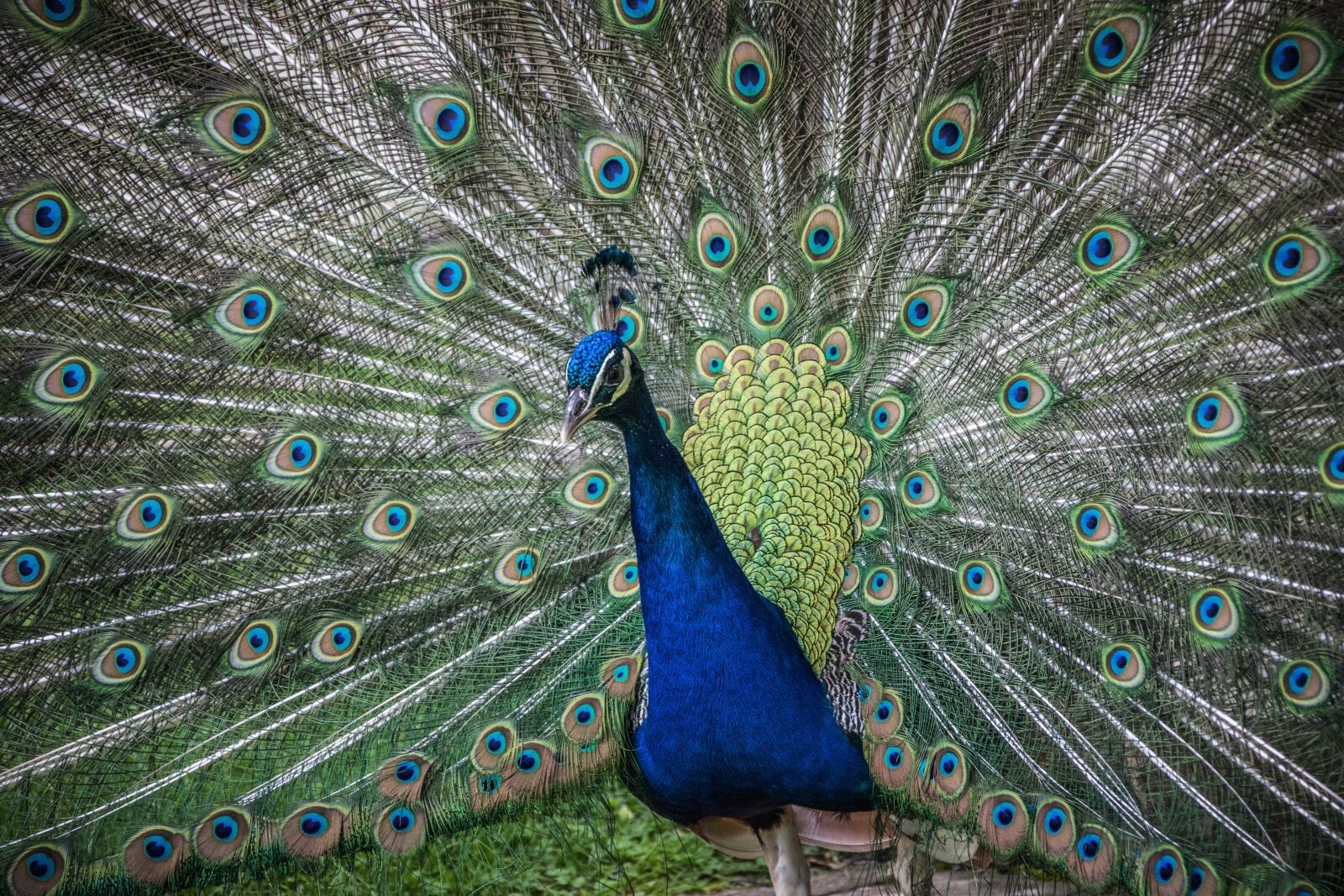 Nikon D5300 sample photo. Peacock, elegant, bird photography