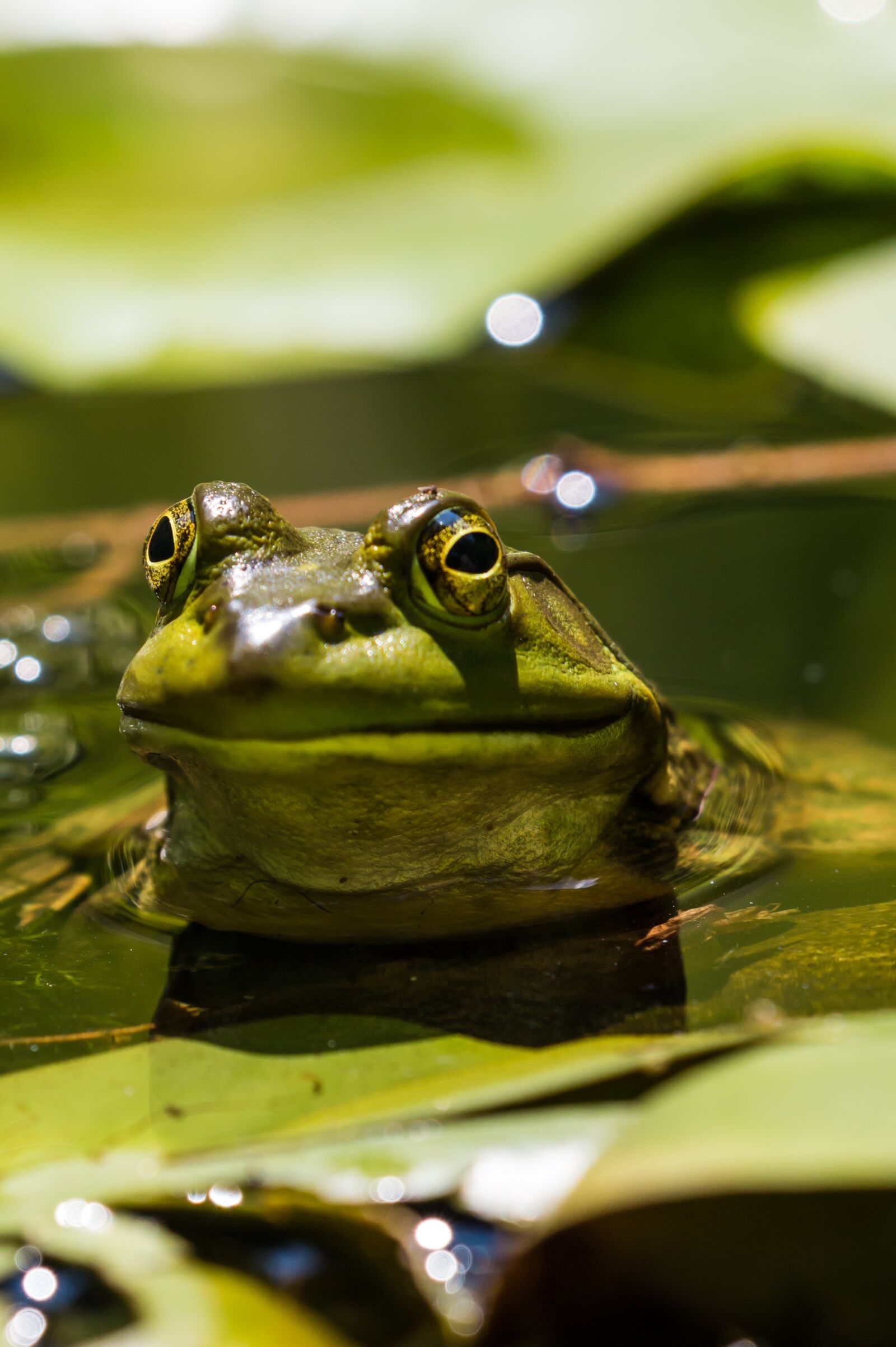 Canon EOS 70D + Canon EF 100-400mm F4.5-5.6L IS II USM sample photo. Frog, water, nature photography