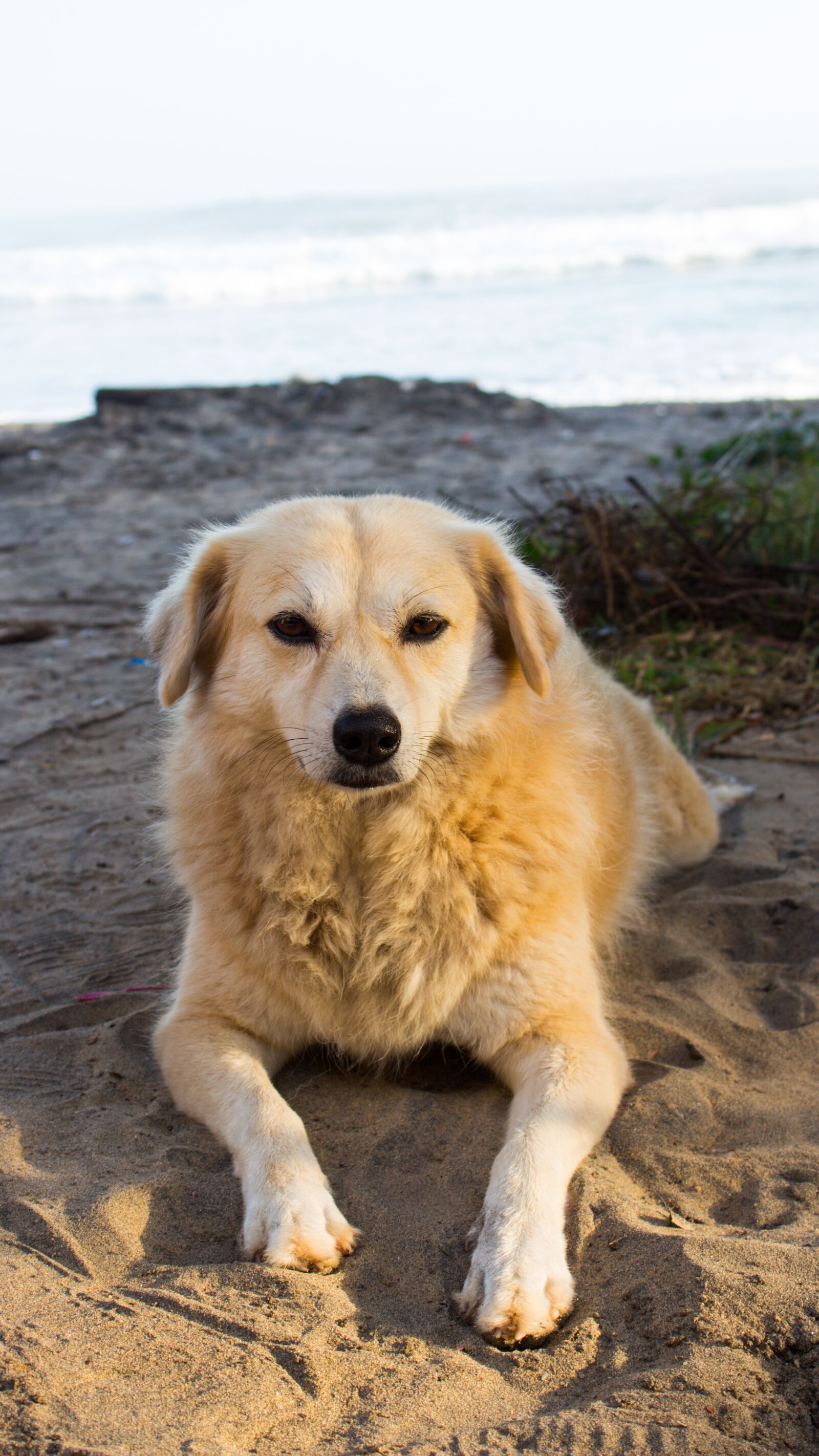 Canon EOS 700D (EOS Rebel T5i / EOS Kiss X7i) sample photo. Dog, dog breed, animal photography