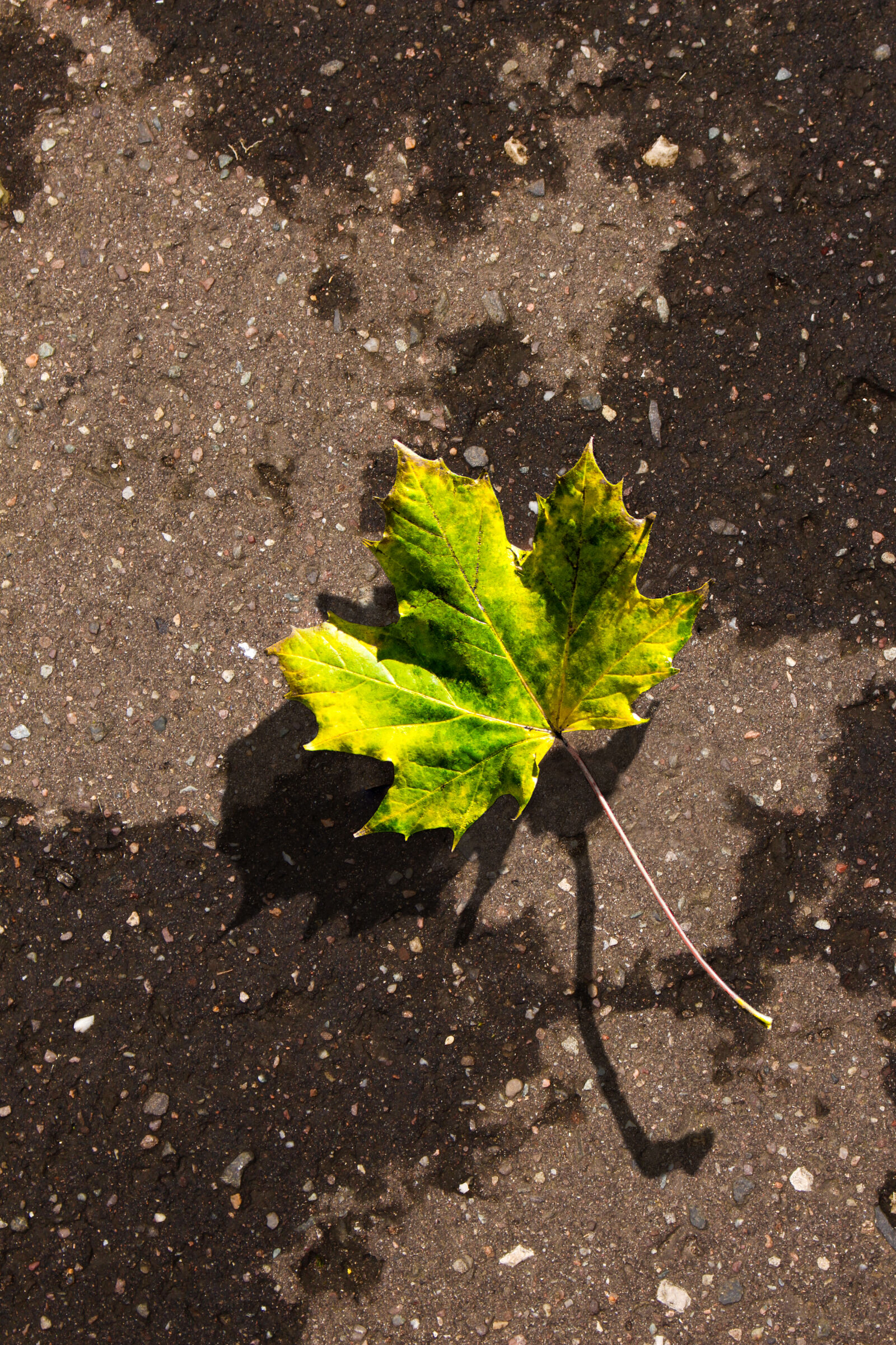 Canon EOS 700D (EOS Rebel T5i / EOS Kiss X7i) sample photo. Green, leaf, nature, street photography