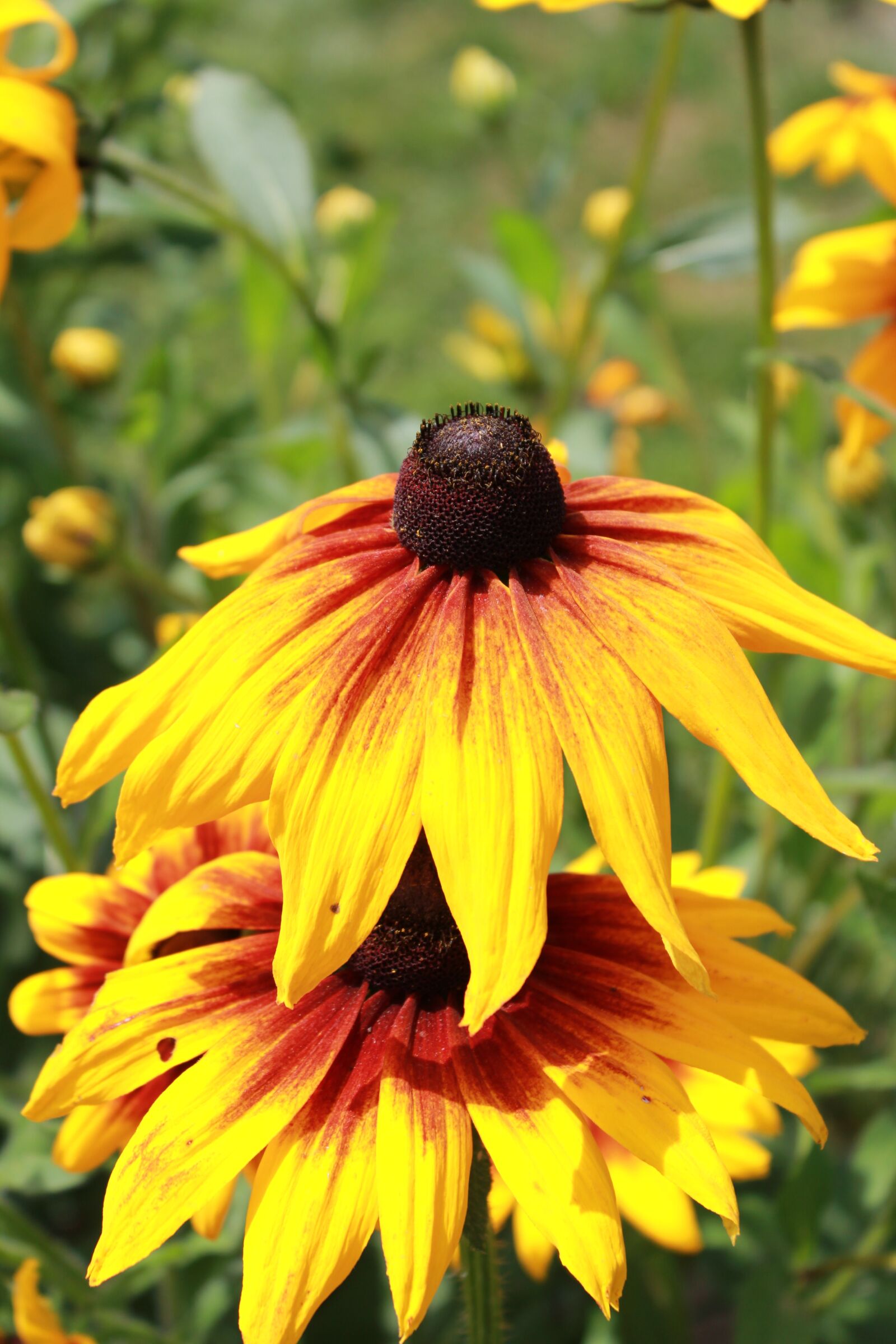 Canon EOS 550D (EOS Rebel T2i / EOS Kiss X4) sample photo. Coneflower, yellow, close up photography
