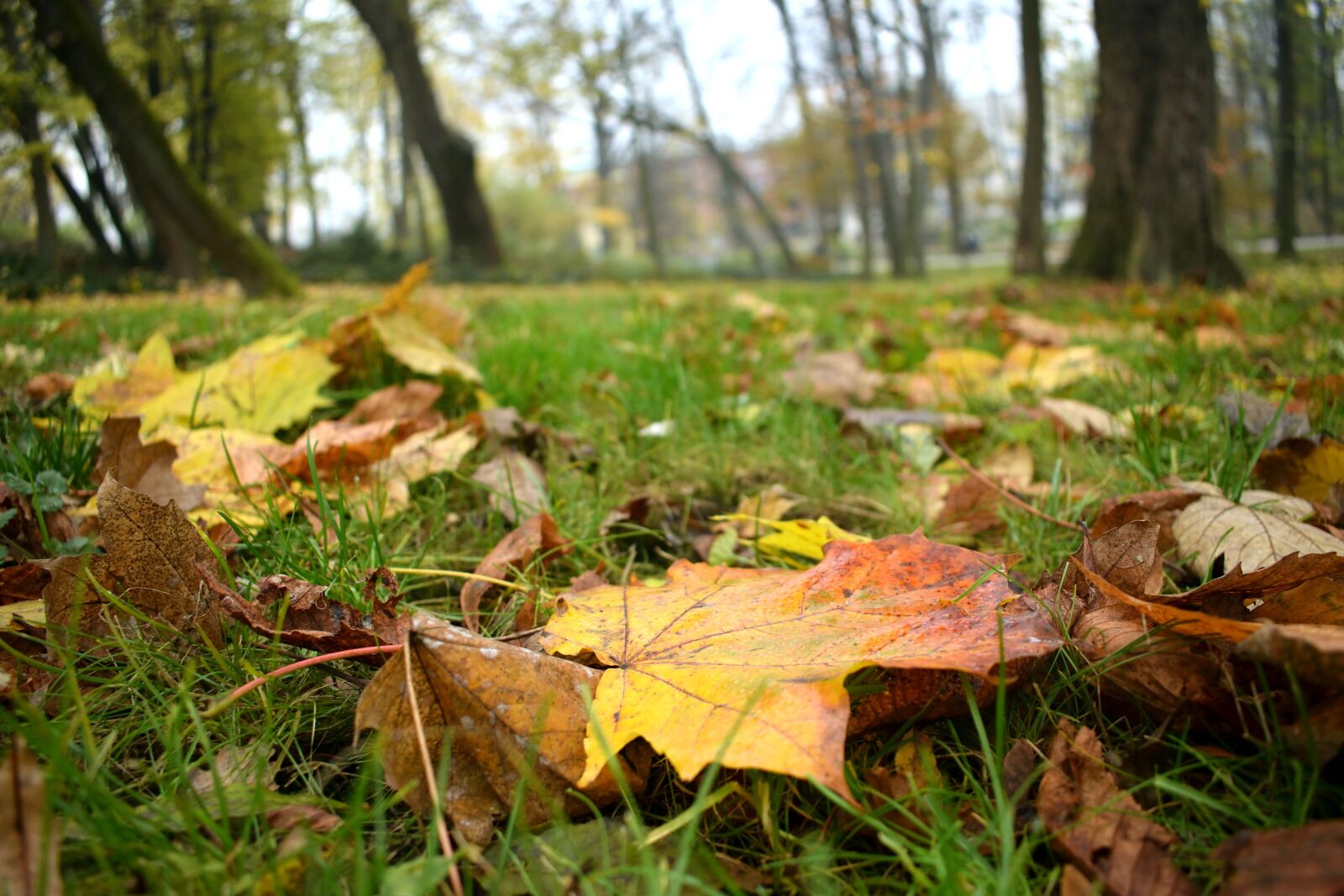 Nikon D3300 sample photo. Leaf, autumn, nature photography