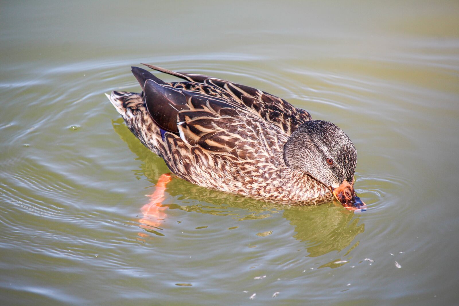 Canon EOS 700D (EOS Rebel T5i / EOS Kiss X7i) sample photo. Wildlife, nature, bird photography