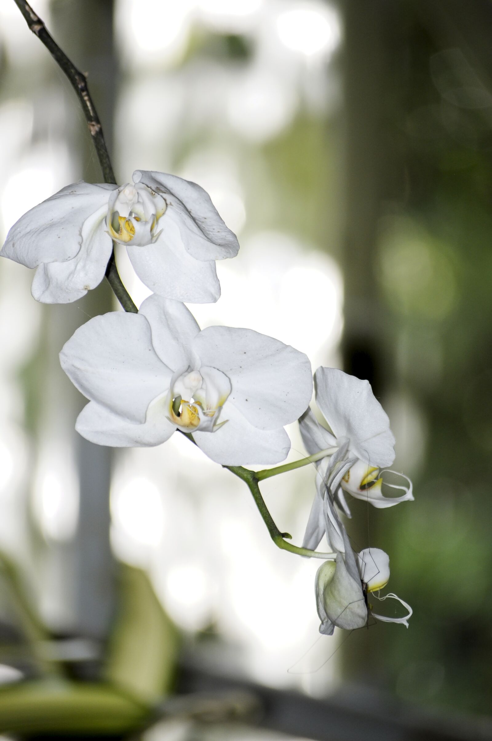 Nikon D5000 sample photo. Flowers, orchid, white photography