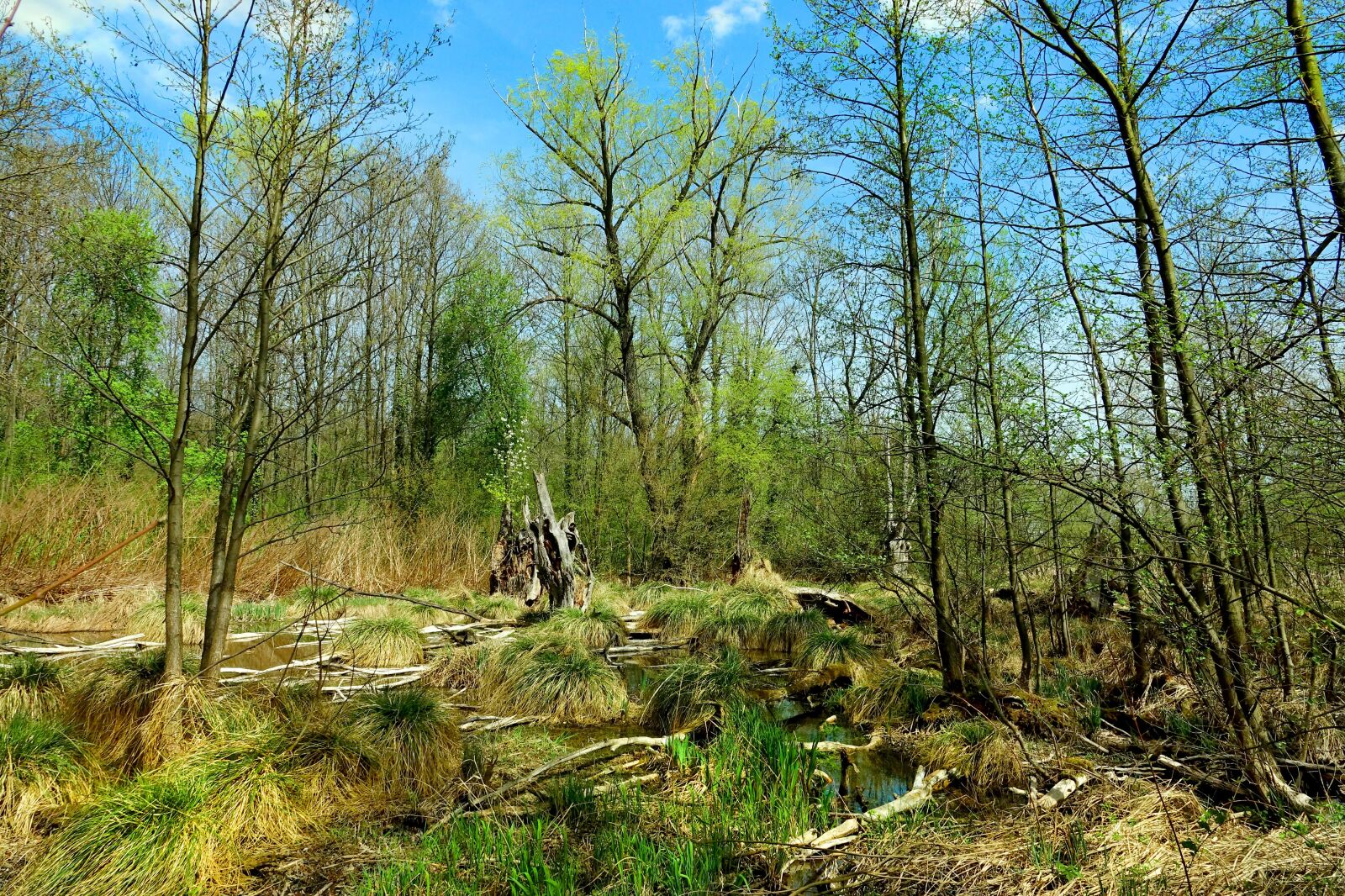 Sony Cyber-shot DSC-RX10 III sample photo. Nature, wood, landscape photography