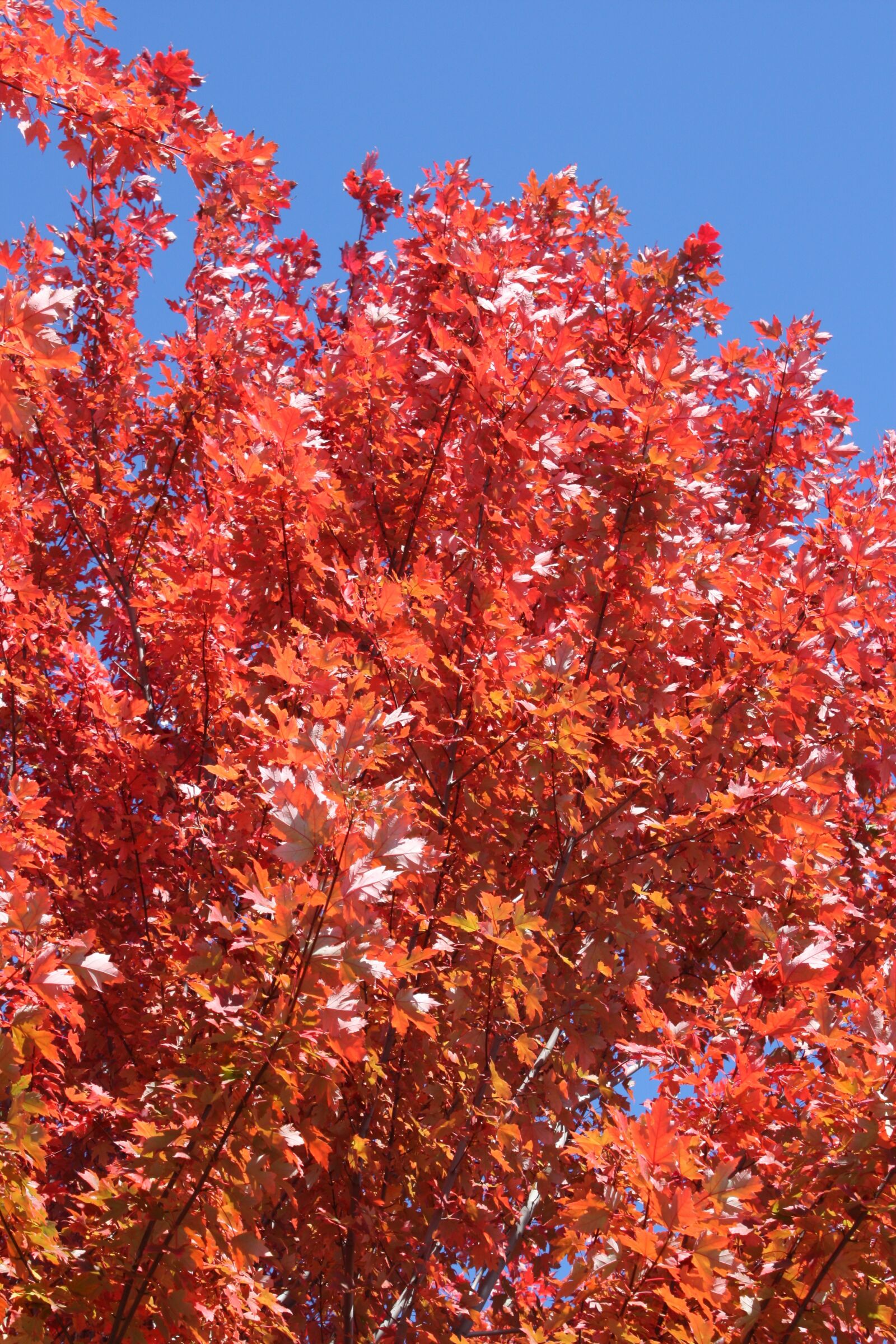 Canon EOS 450D (EOS Rebel XSi / EOS Kiss X2) sample photo. Red maple tree, red photography