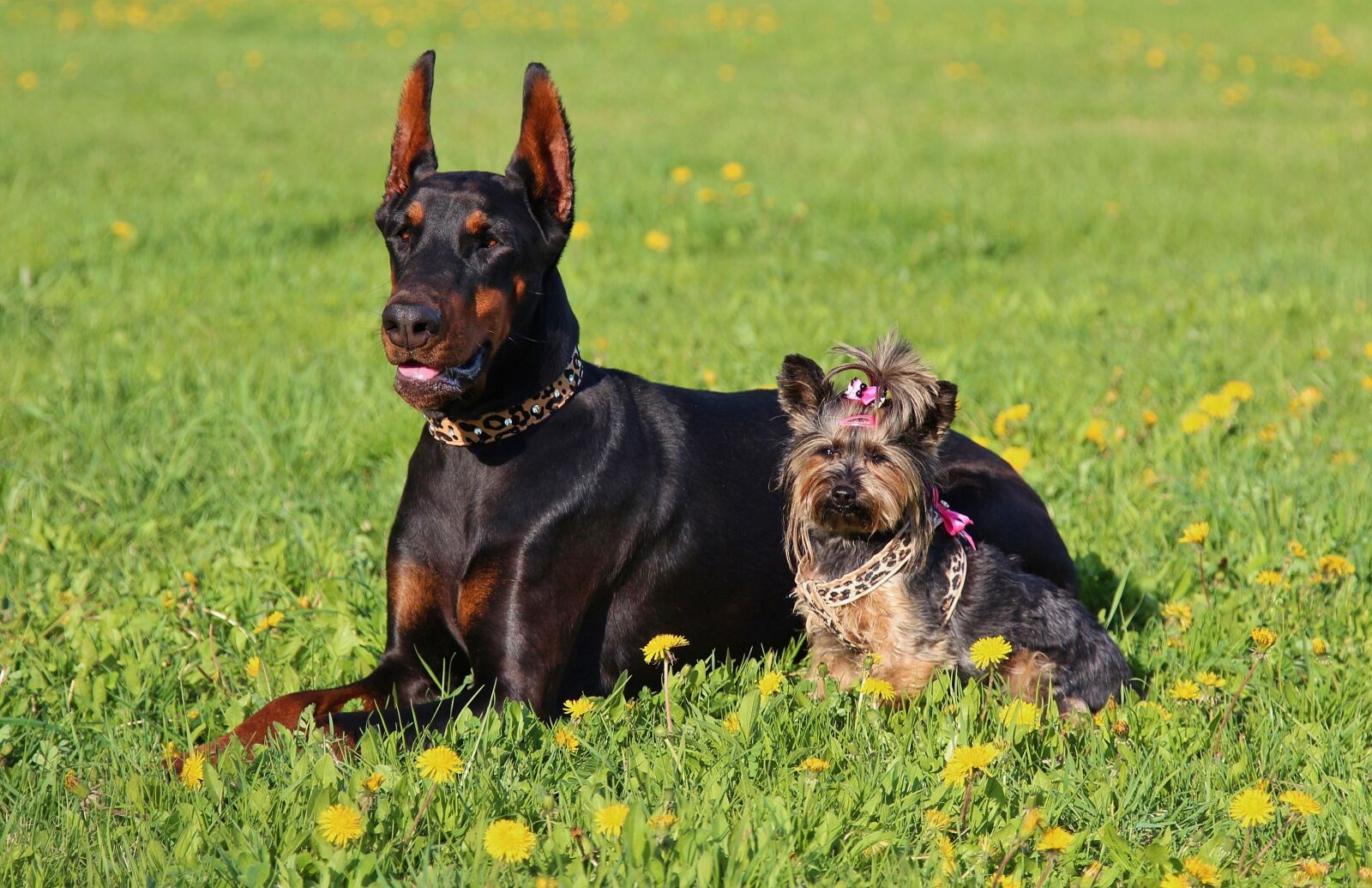 Canon EF 24-105mm F4L IS USM sample photo. Doberman, yorkshire terrier, dogs photography