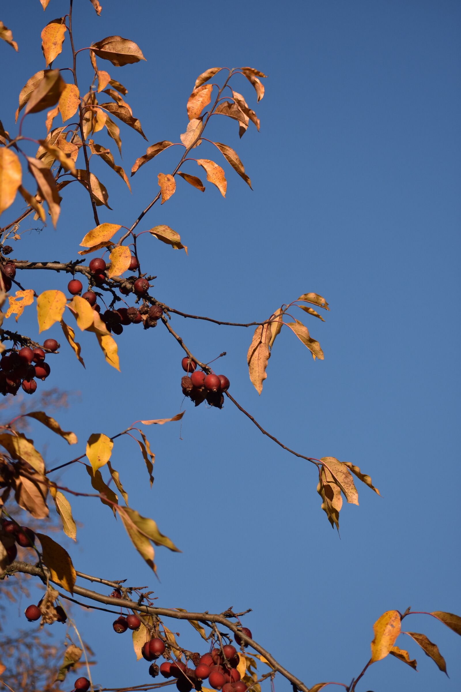 Nikon D3400 sample photo. Autumn, apple tree, branch photography
