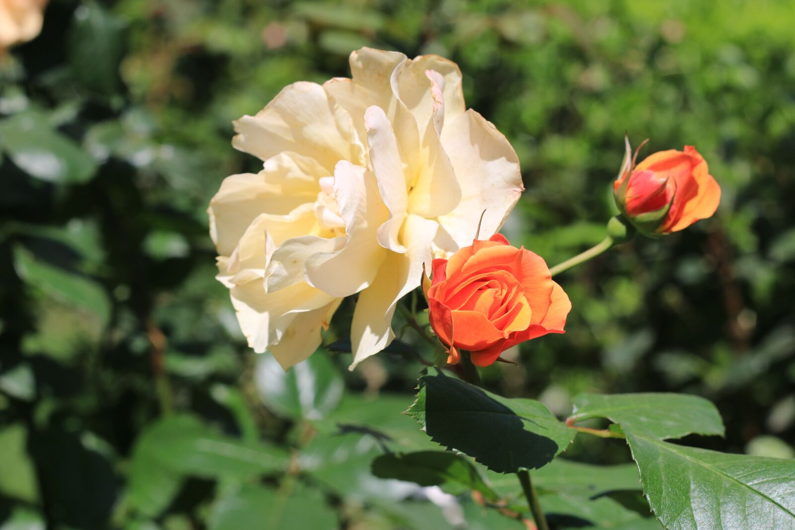 Canon EOS 70D + Canon EF 50mm F1.8 II sample photo. Rose, white, flower photography