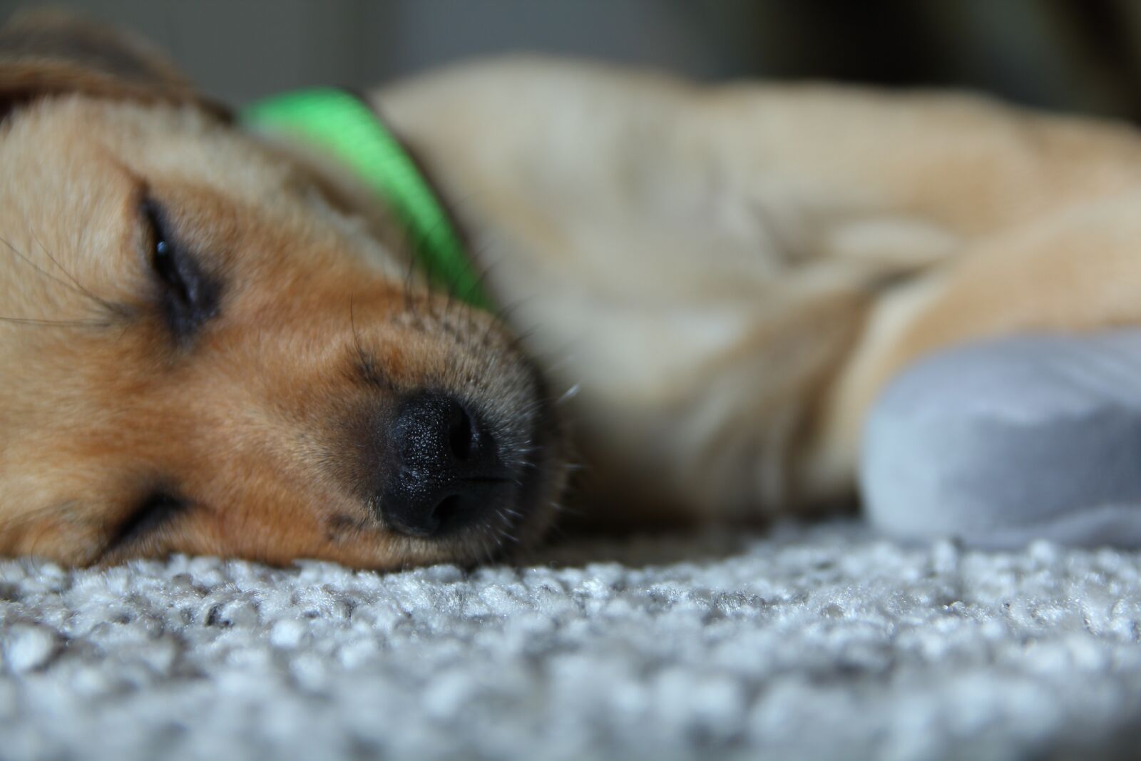 Canon EOS 550D (EOS Rebel T2i / EOS Kiss X4) sample photo. Dog, puppy, paws photography