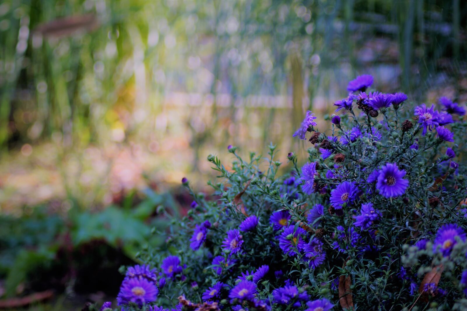 Sony SLT-A58 sample photo. Autumn, nature, plants photography