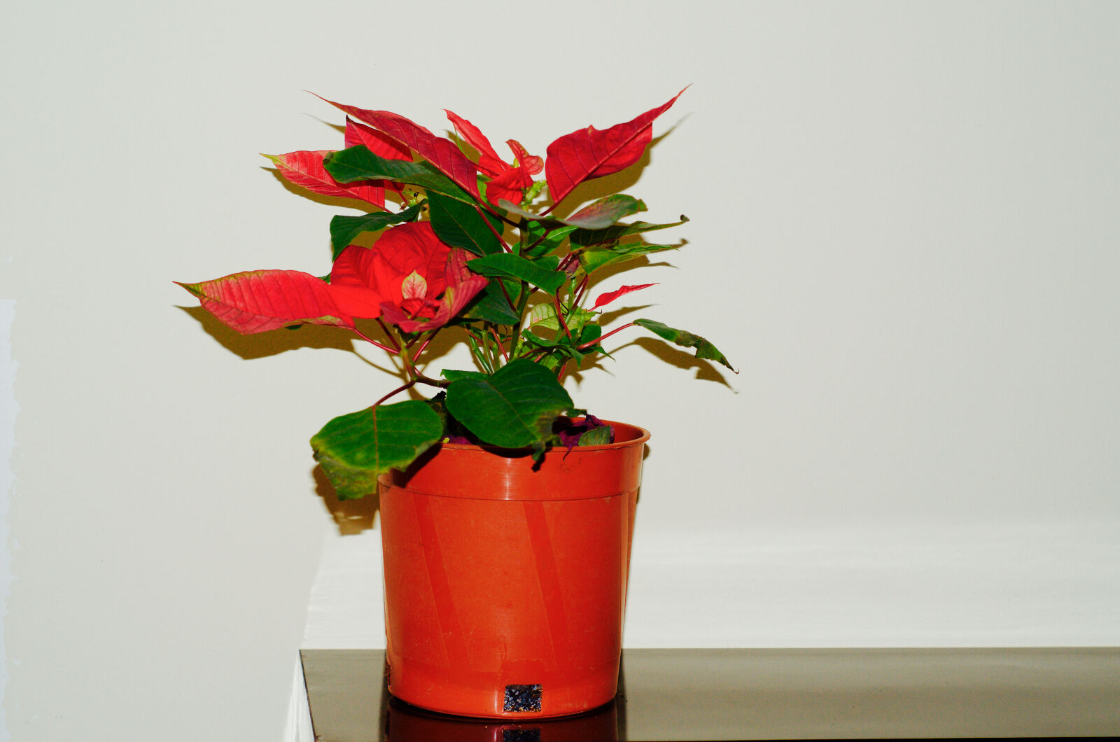 Nikon D7000 sample photo. Christmas, colorful, flower photography