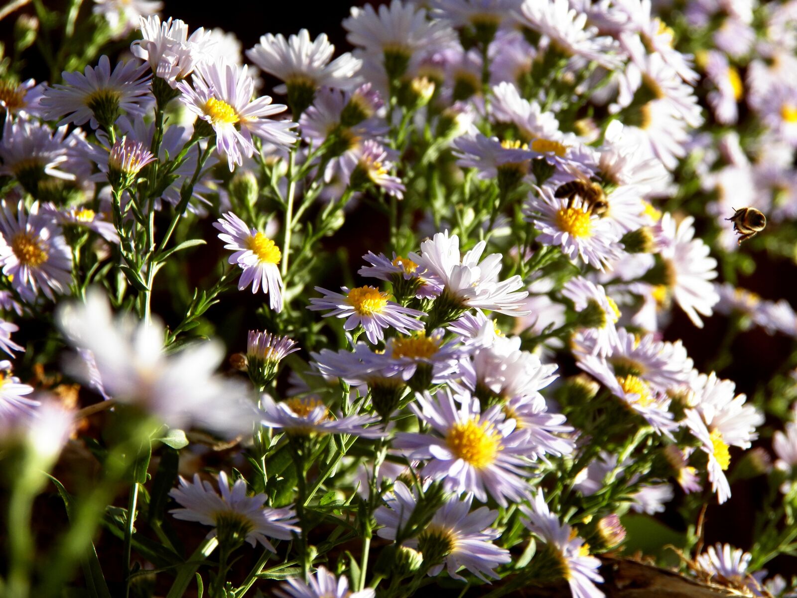 Kodak EasyShare Z990 (EasyShare Max) sample photo. Flower, bee, nature photography